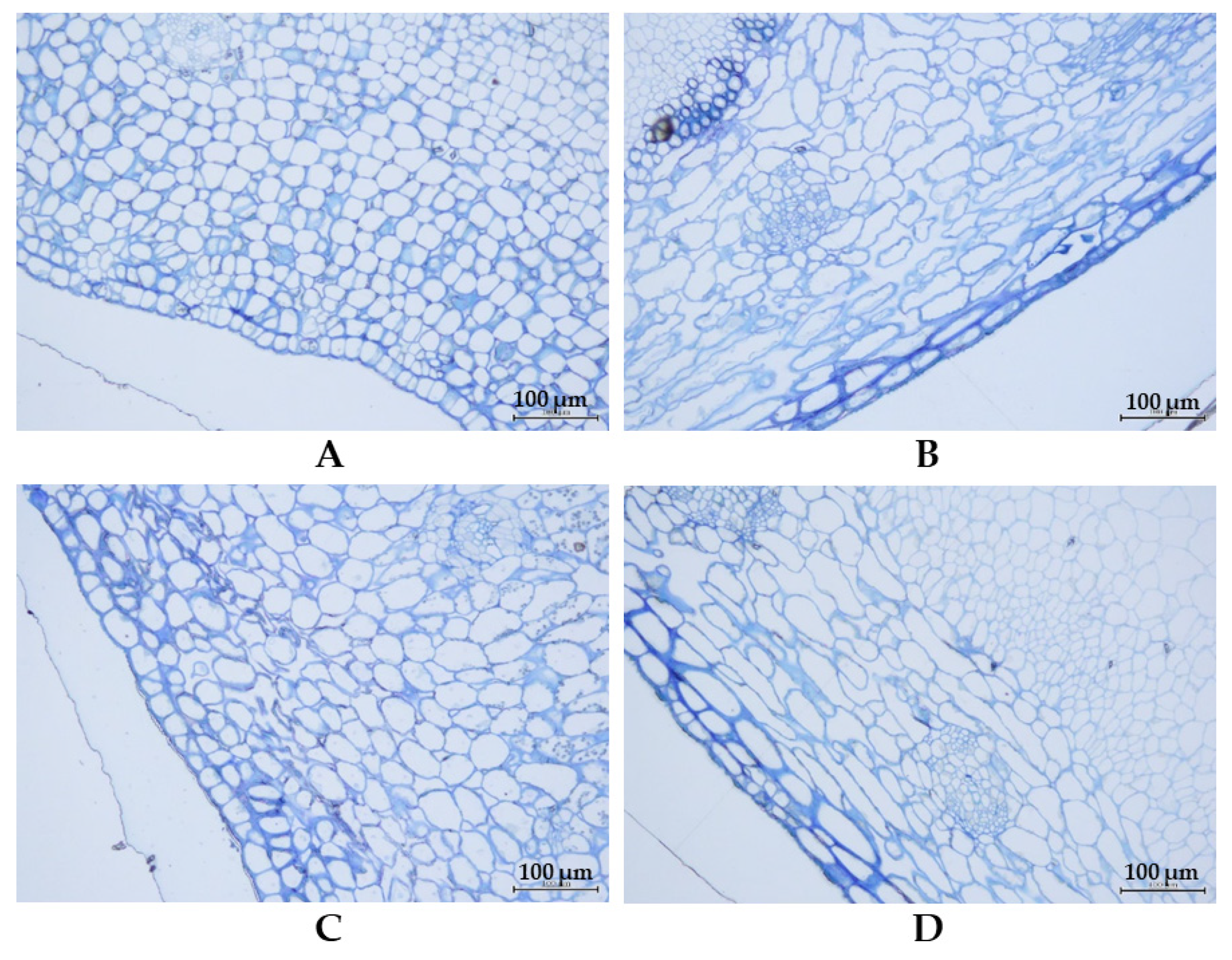 Plants 14 01447 g003