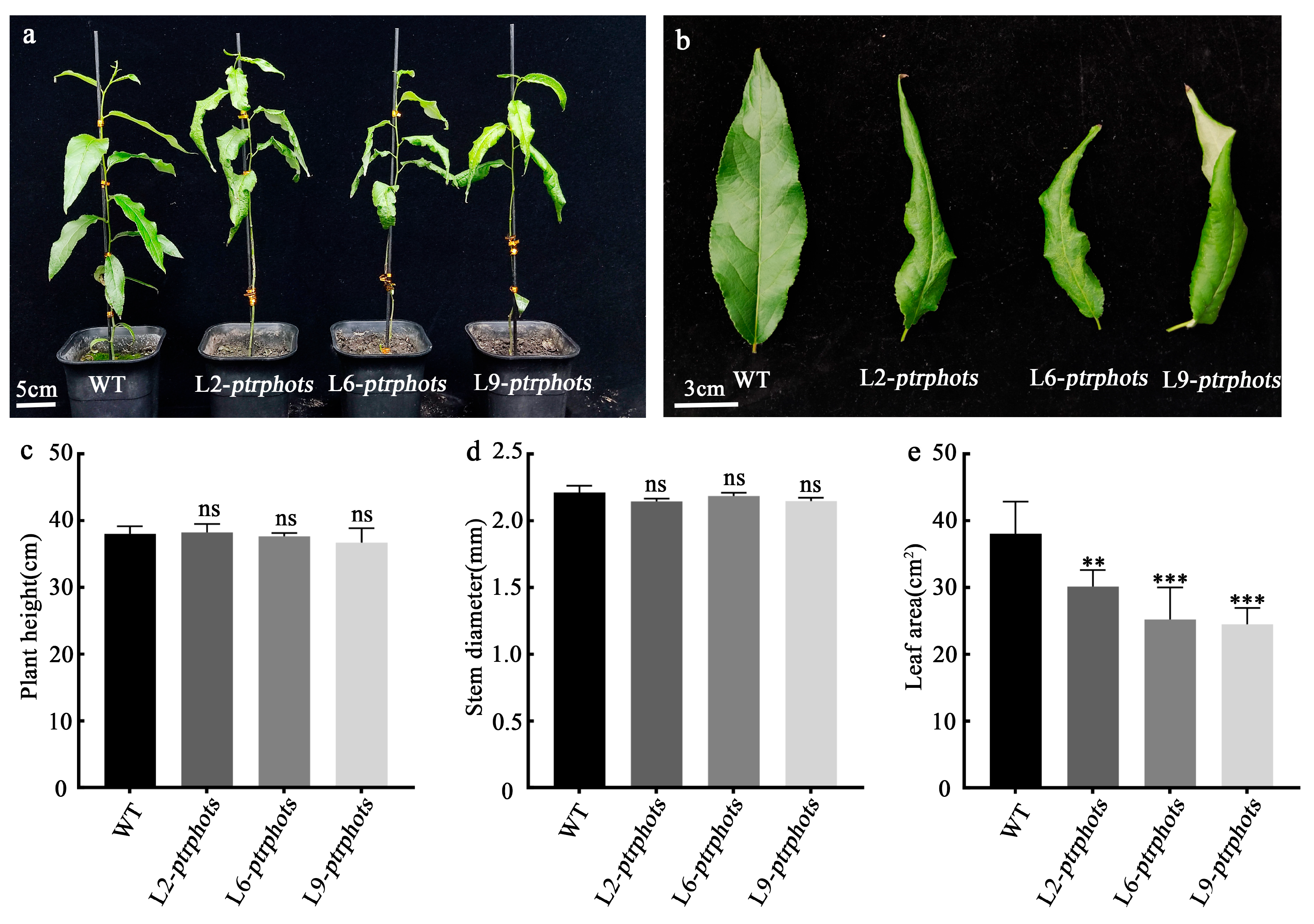 Plants 14 01455 g003