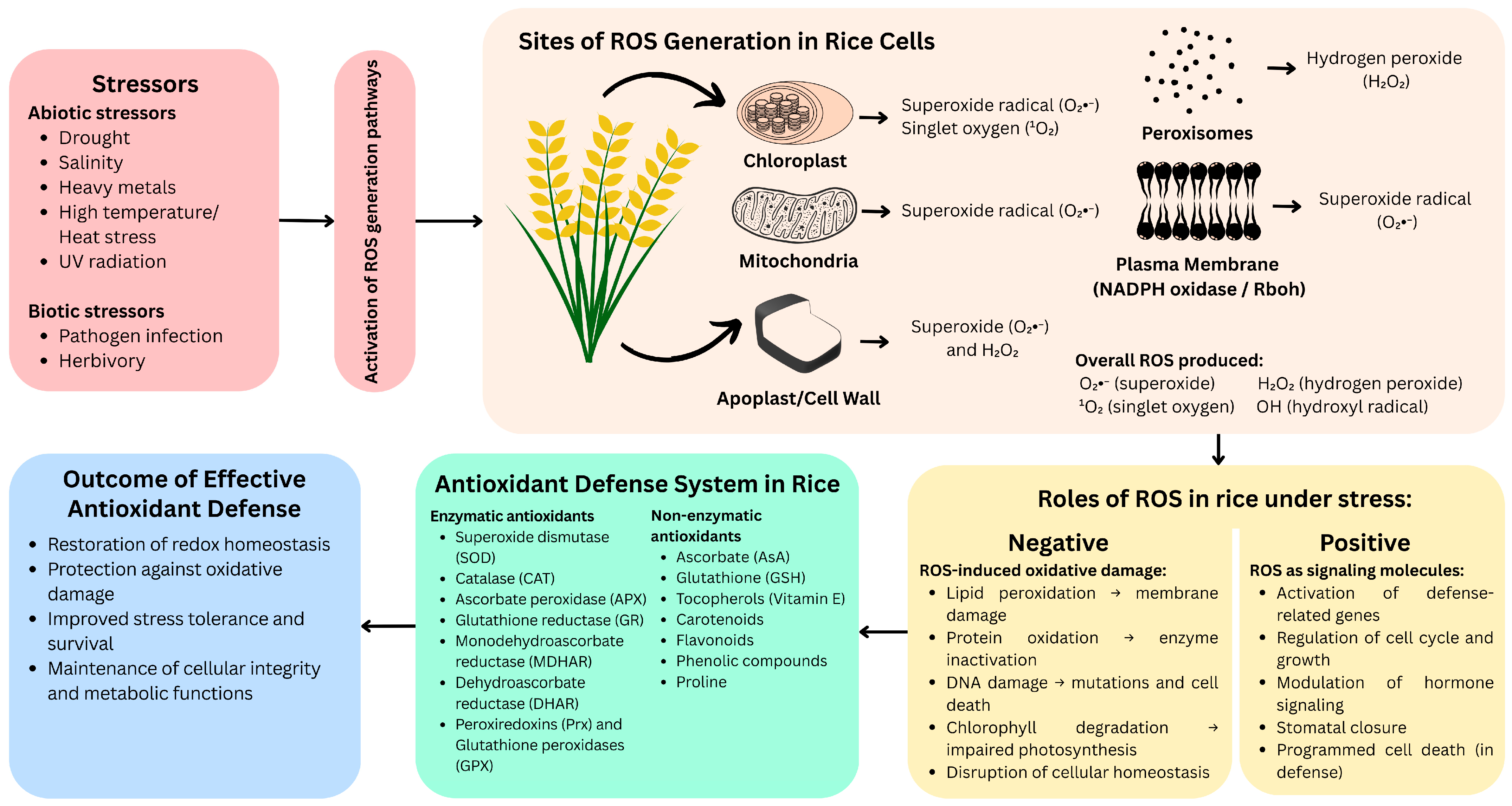 Plants 14 01463 g001