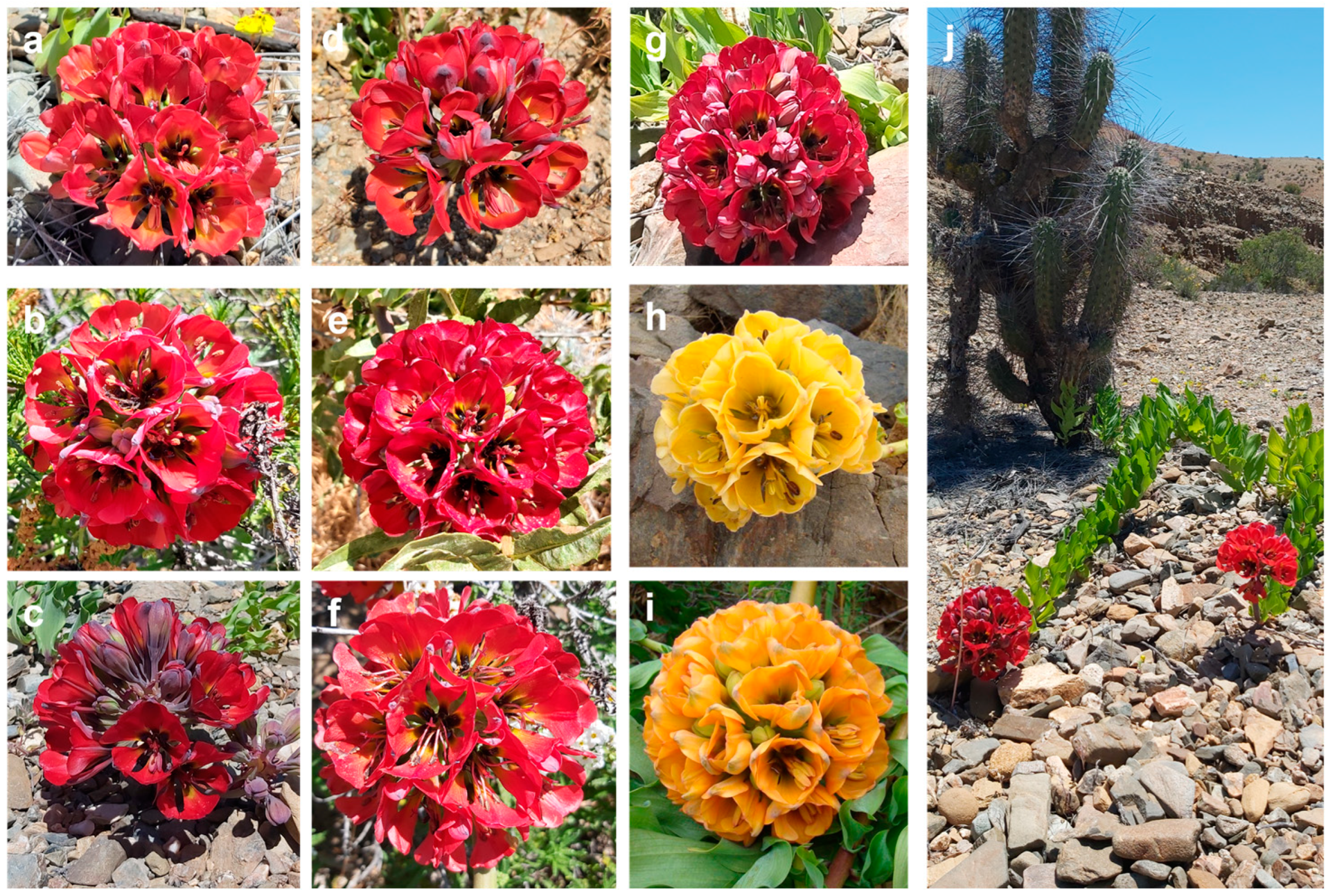 Plants 14 01468 g001 Plants 14 01468 g001