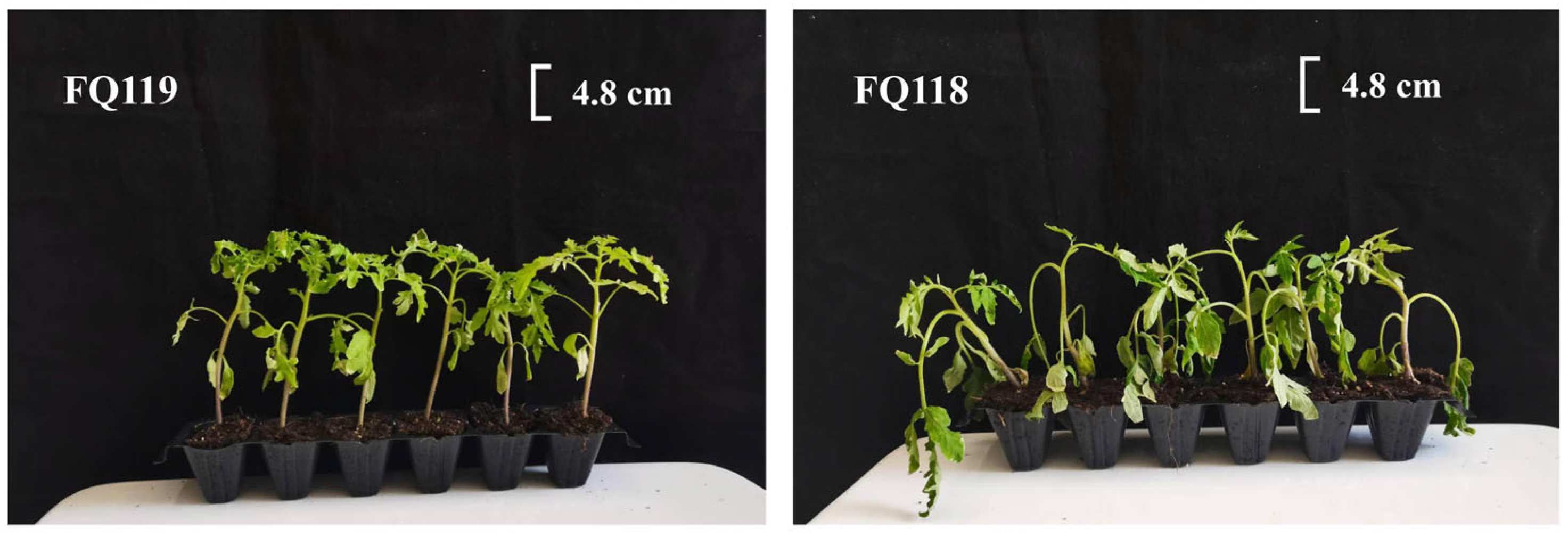 Plants 14 01471 g001