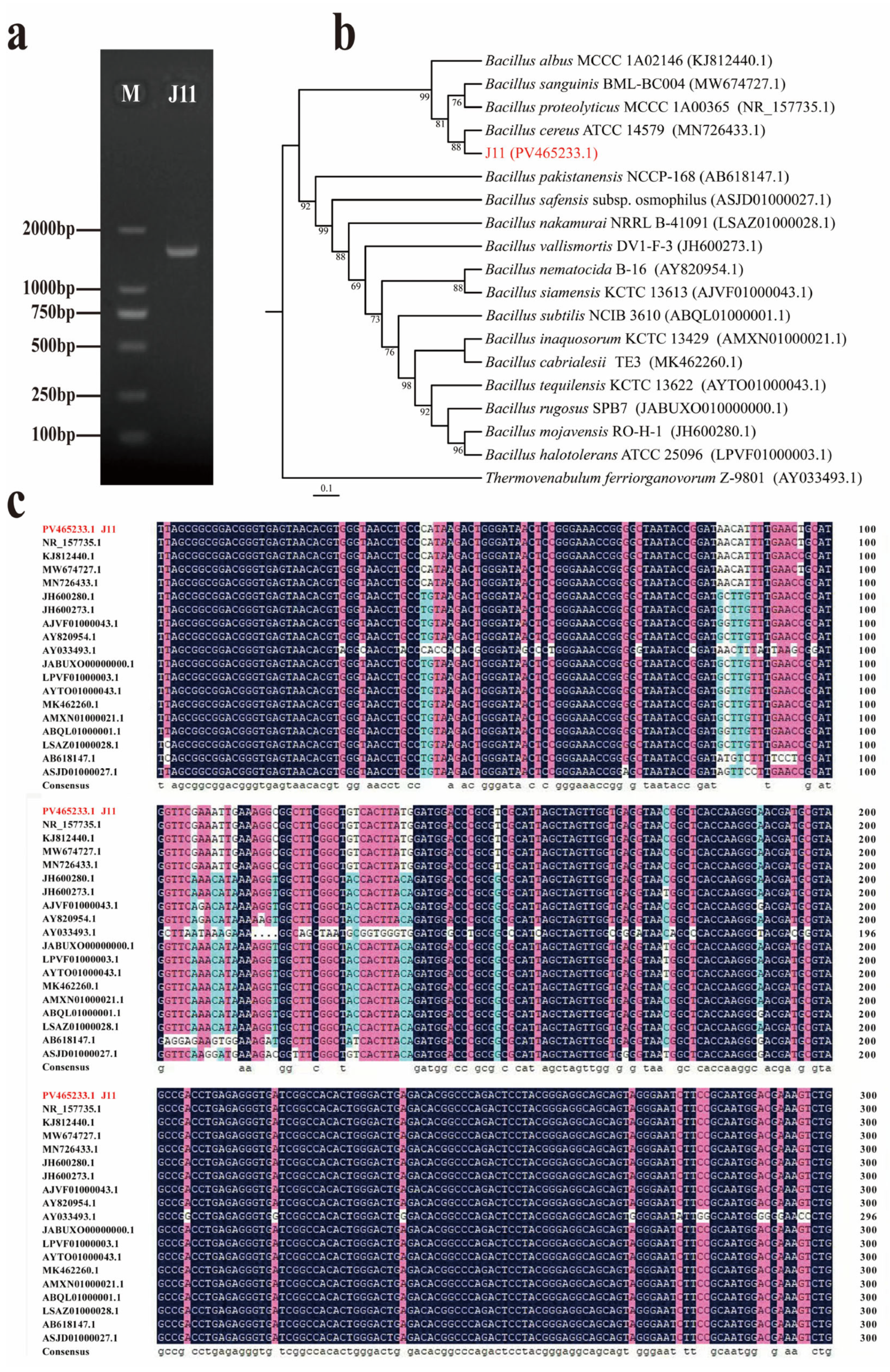 Plants 14 01476 g002