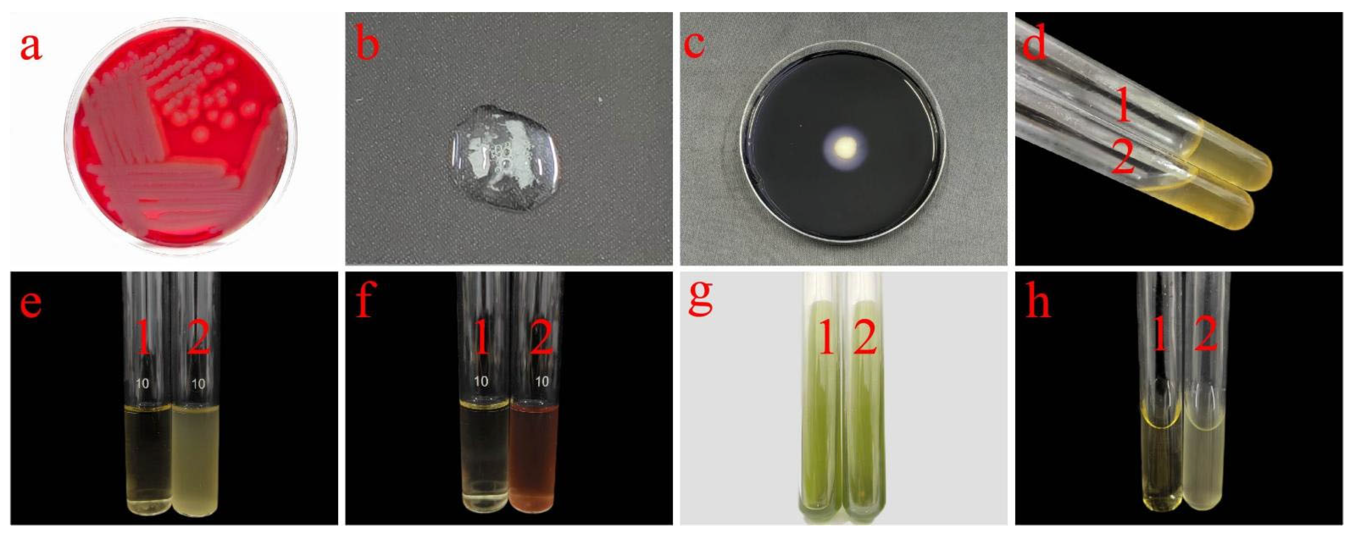 Plants 14 01476 g003