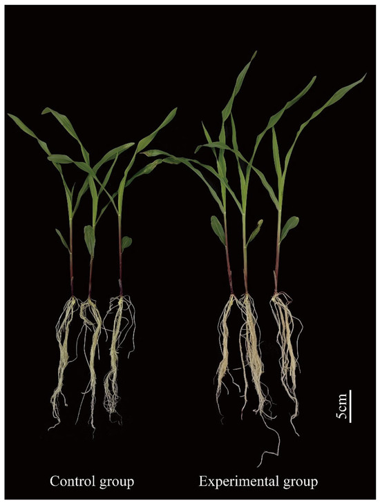 Identification and Functional Analysis of Endophytic