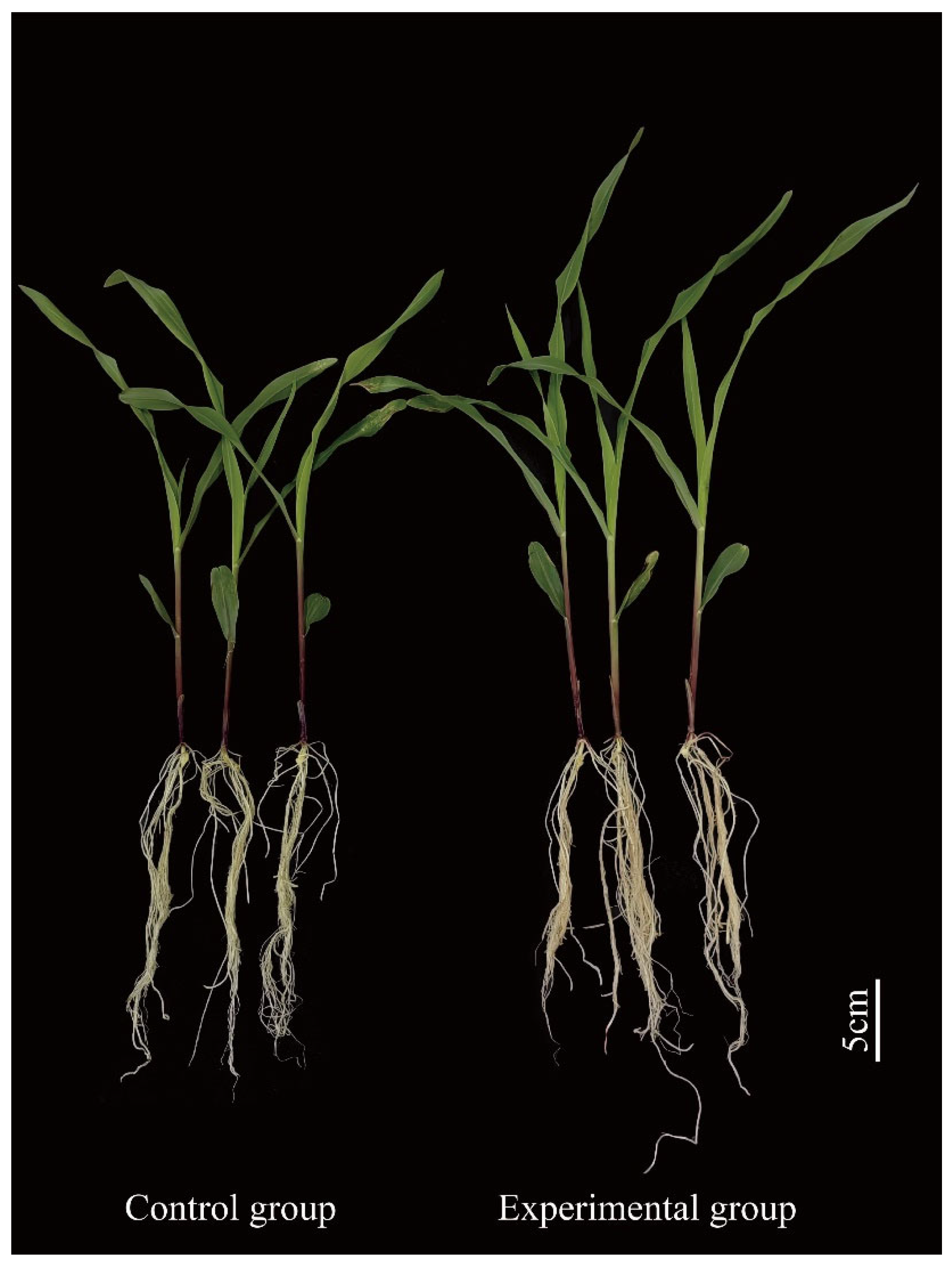 Plants 14 01476 g008