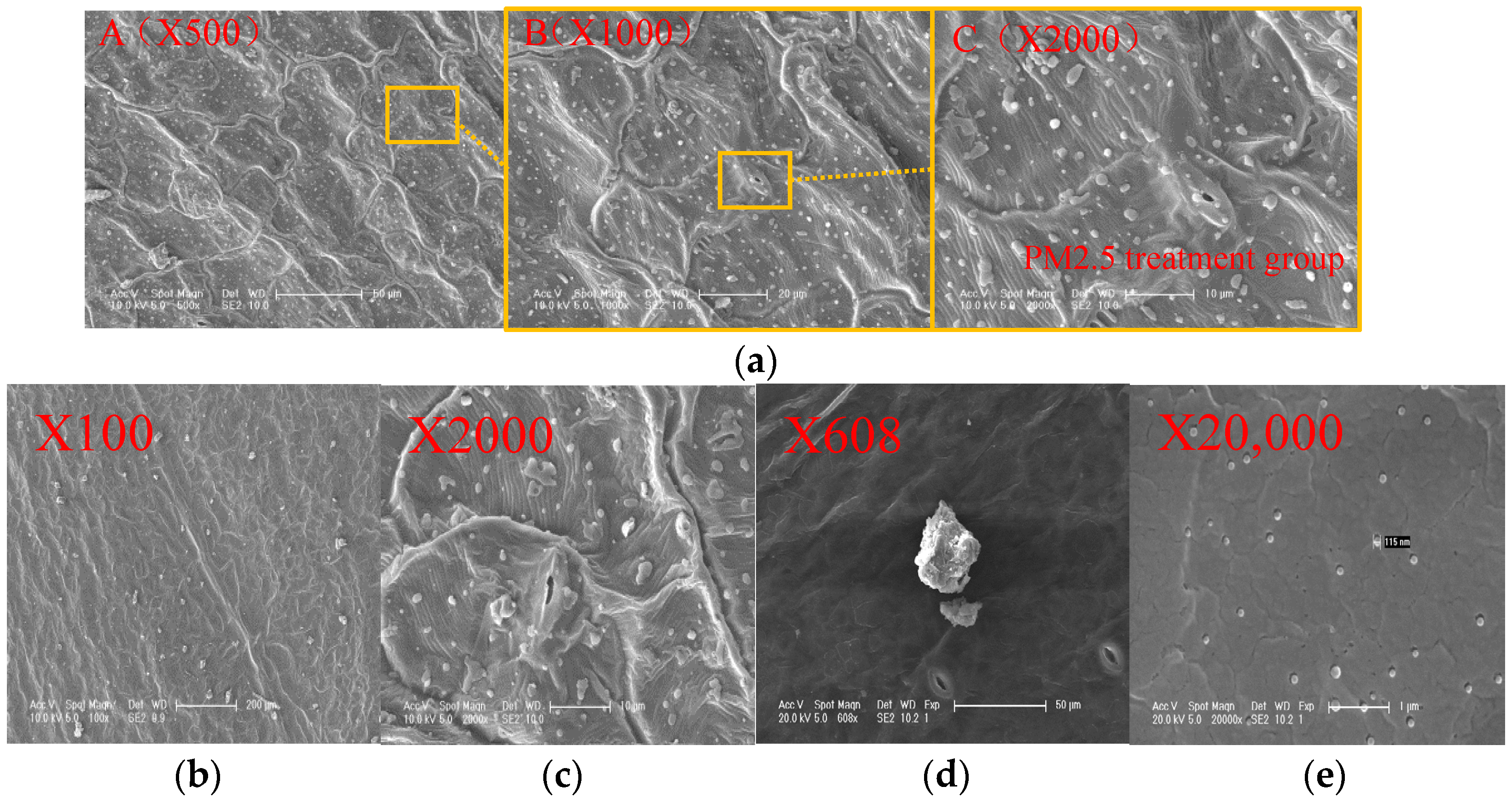 Plants 14 01479 g004