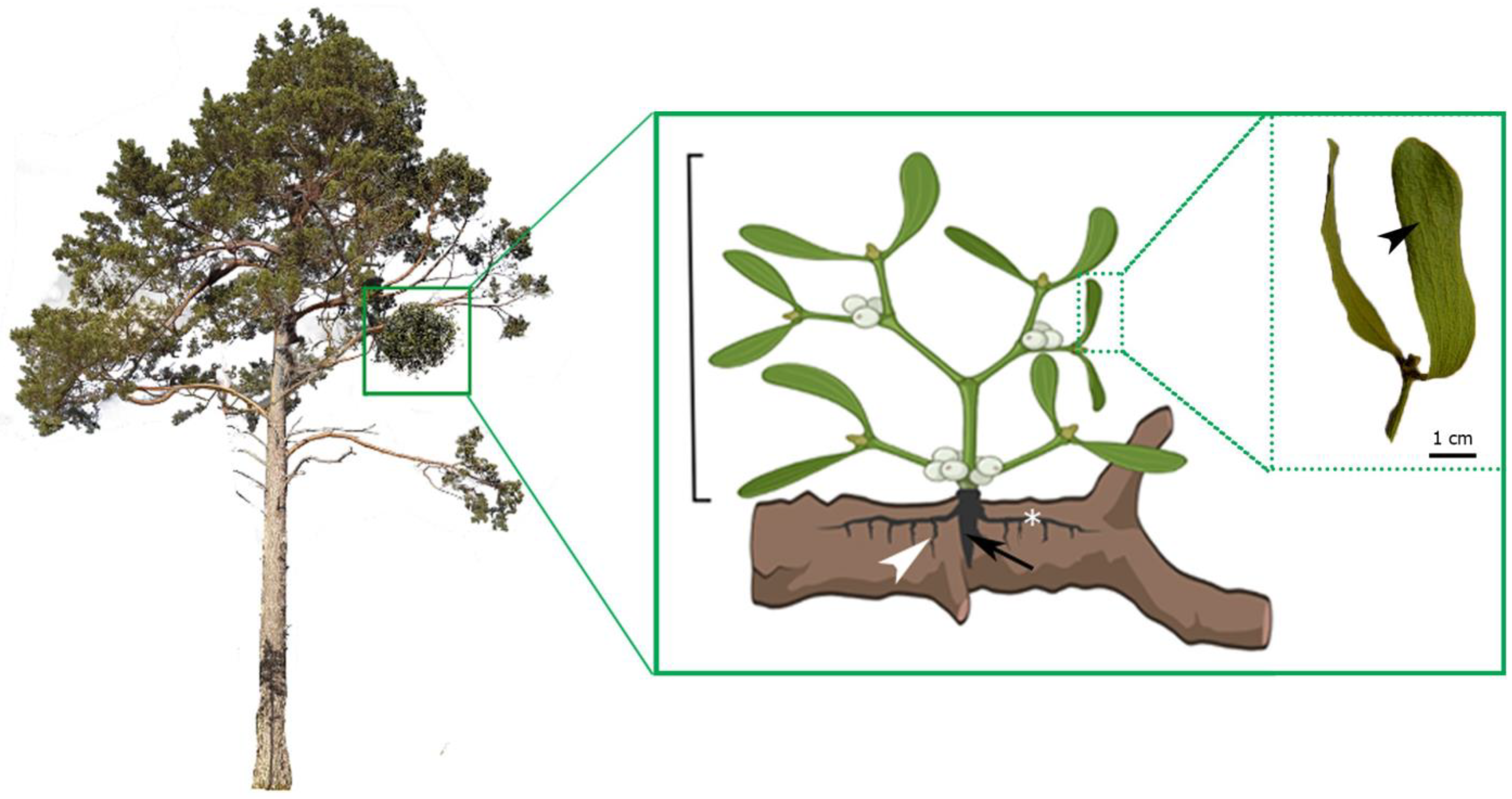 Plants 14 01489 g001