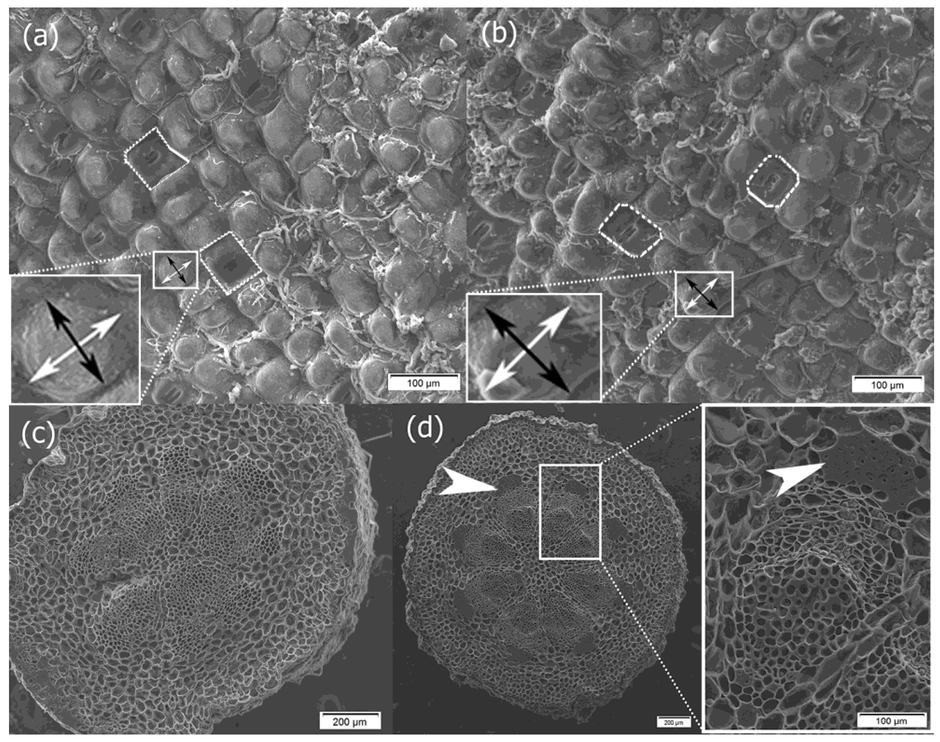 Plants 14 01489 g003