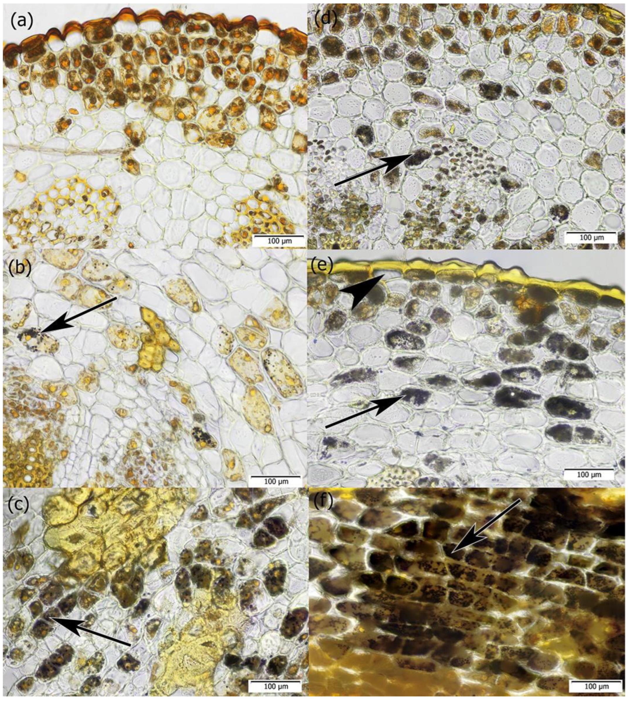 Plants 14 01489 g005