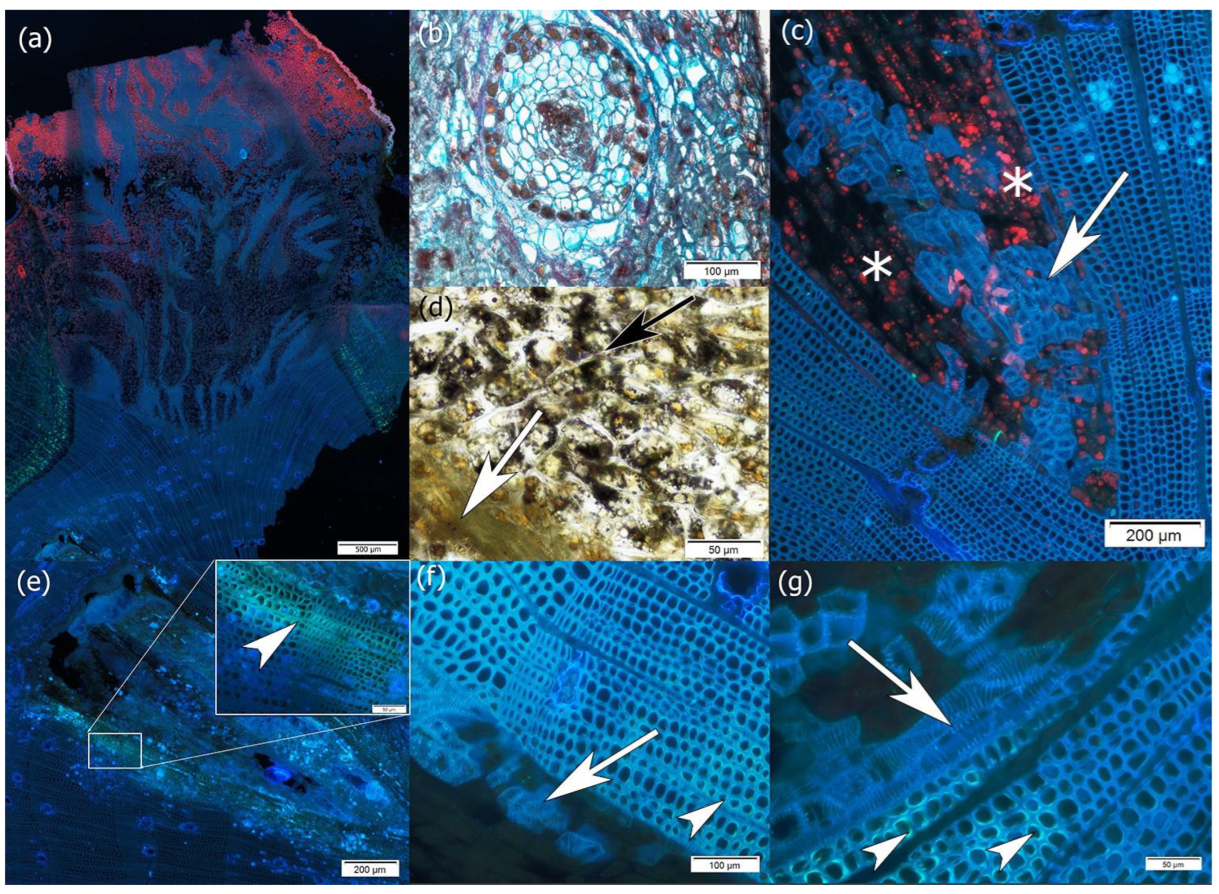 Plants 14 01489 g006