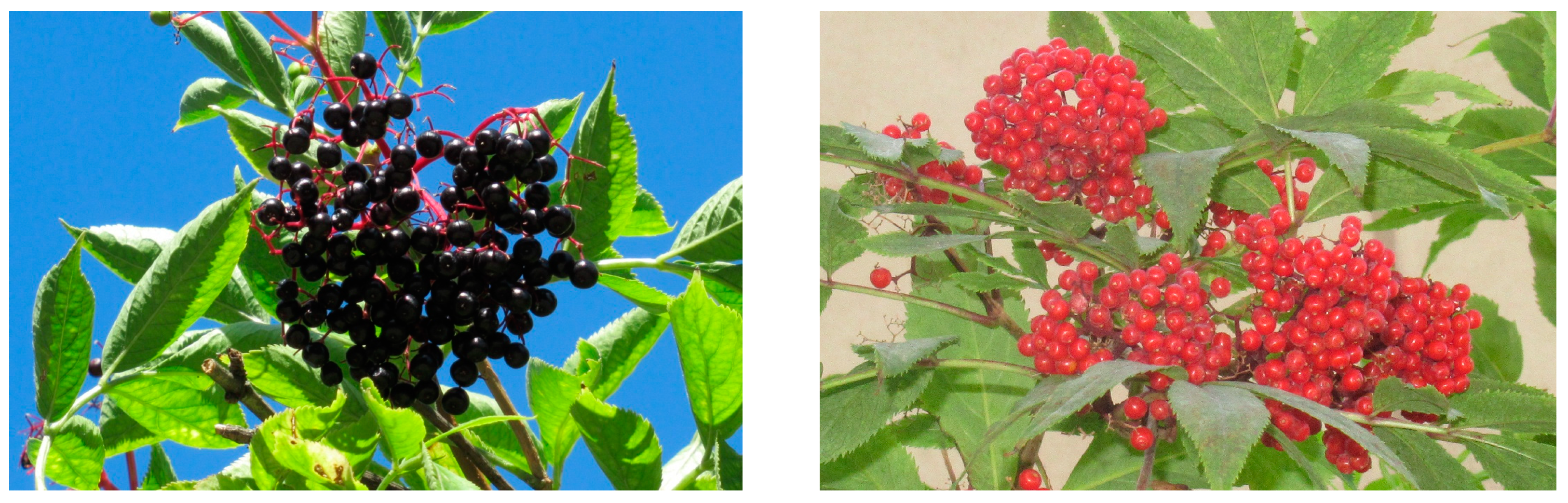 Plants 14 01490 g001