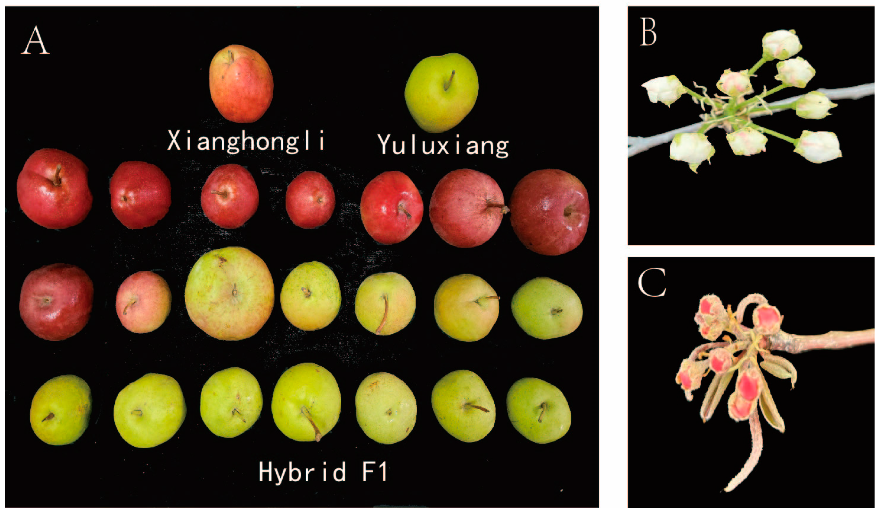 Plants 14 01491 g001