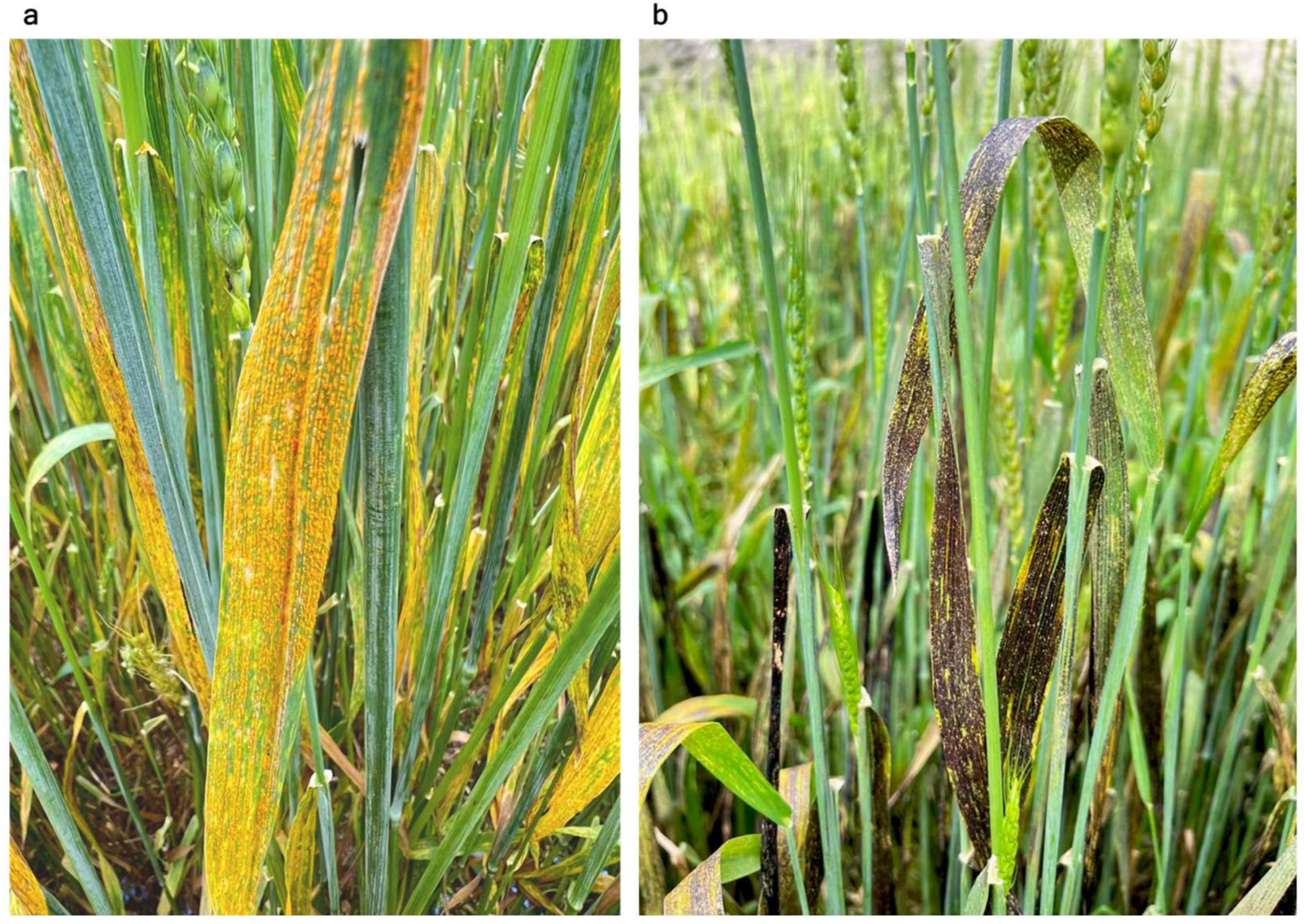 Plants 14 01493 g006