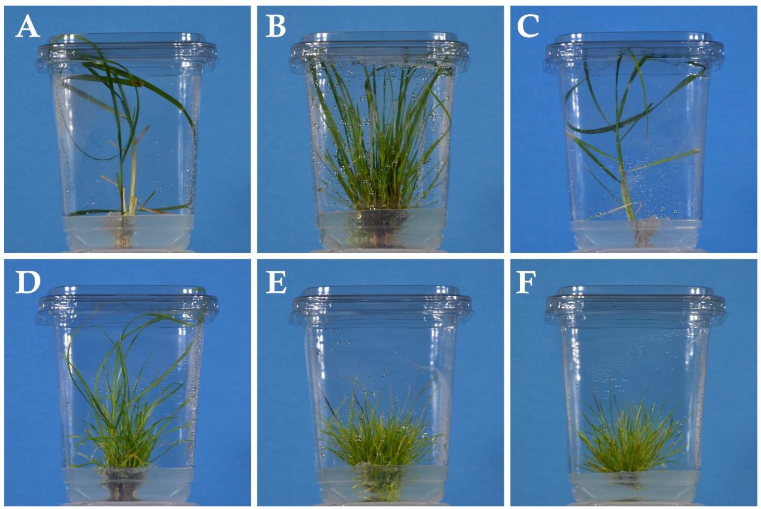 Plants 14 01499 g003