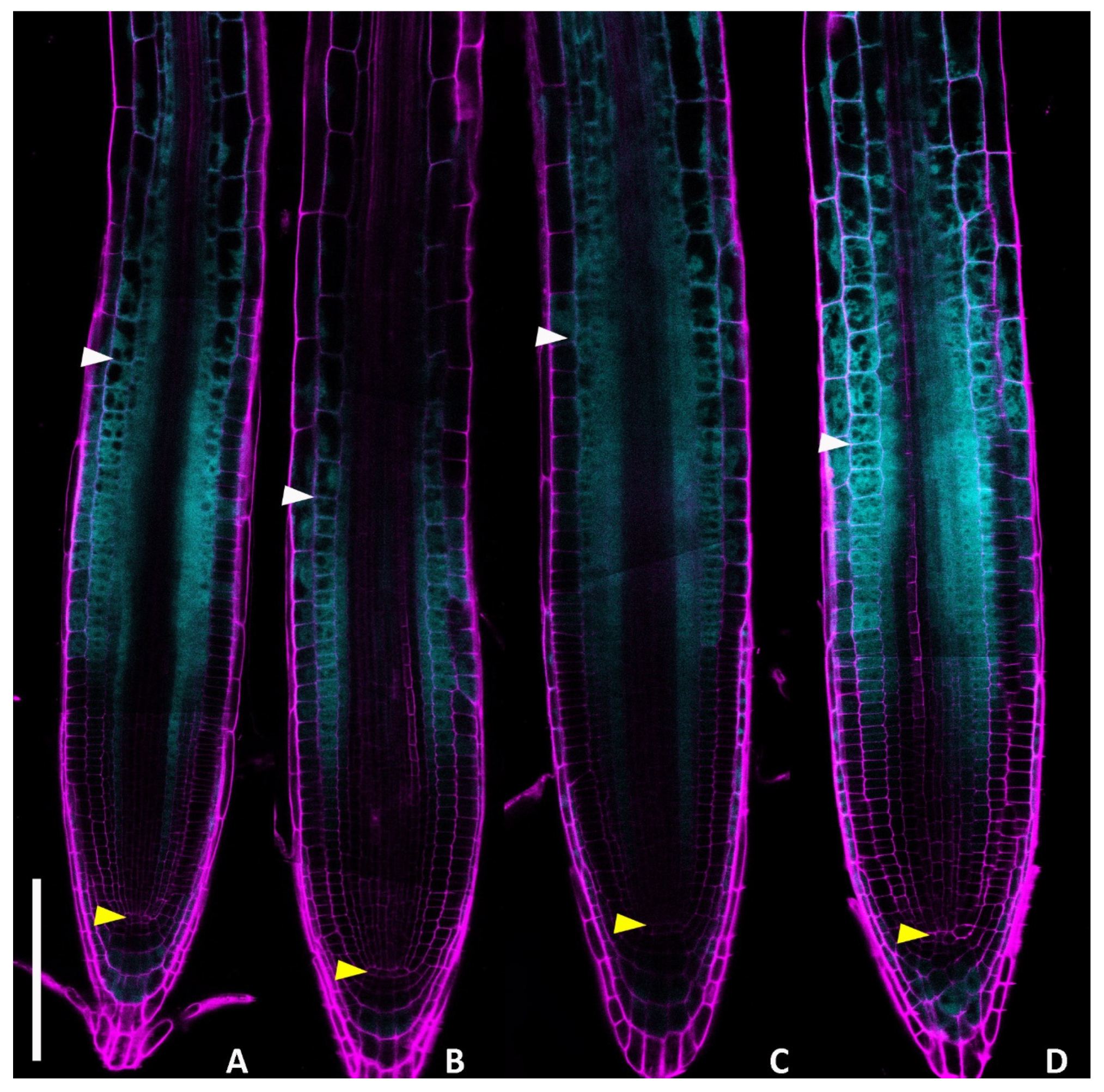 Plants 14 01501 g002