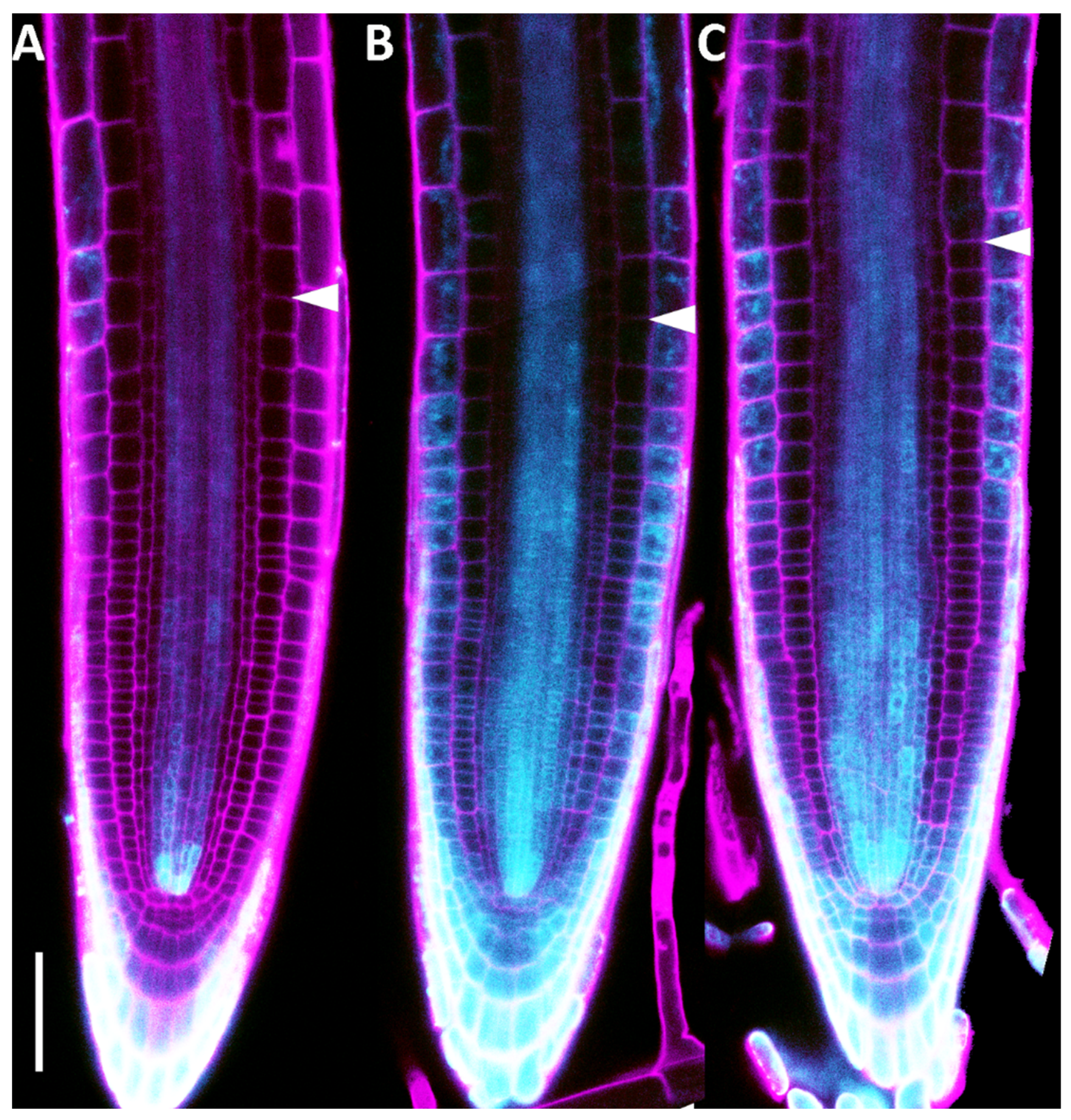 Plants 14 01501 g004