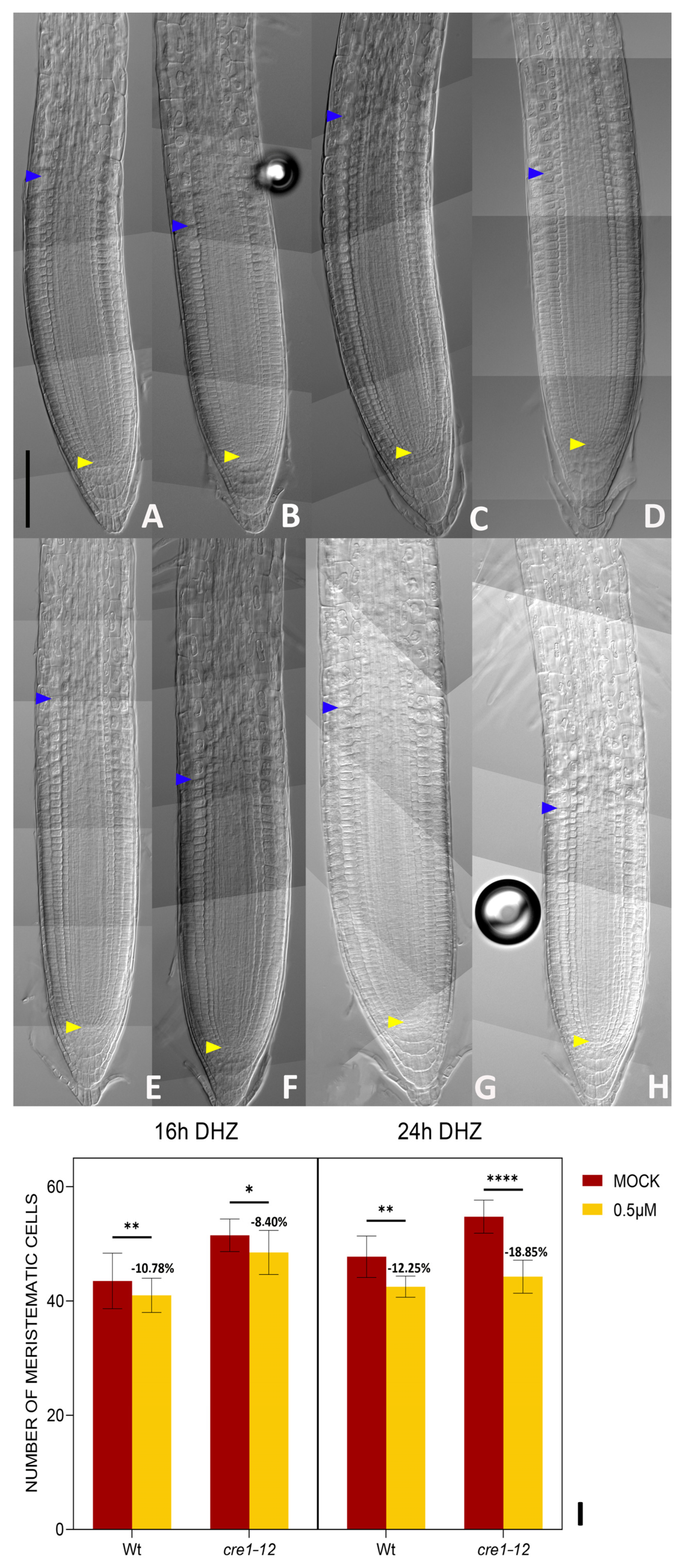 Plants 14 01501 g006