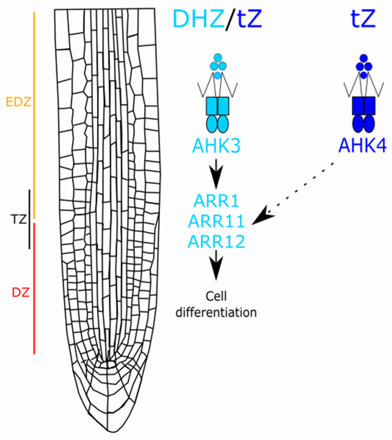 Plants 14 01501 g010