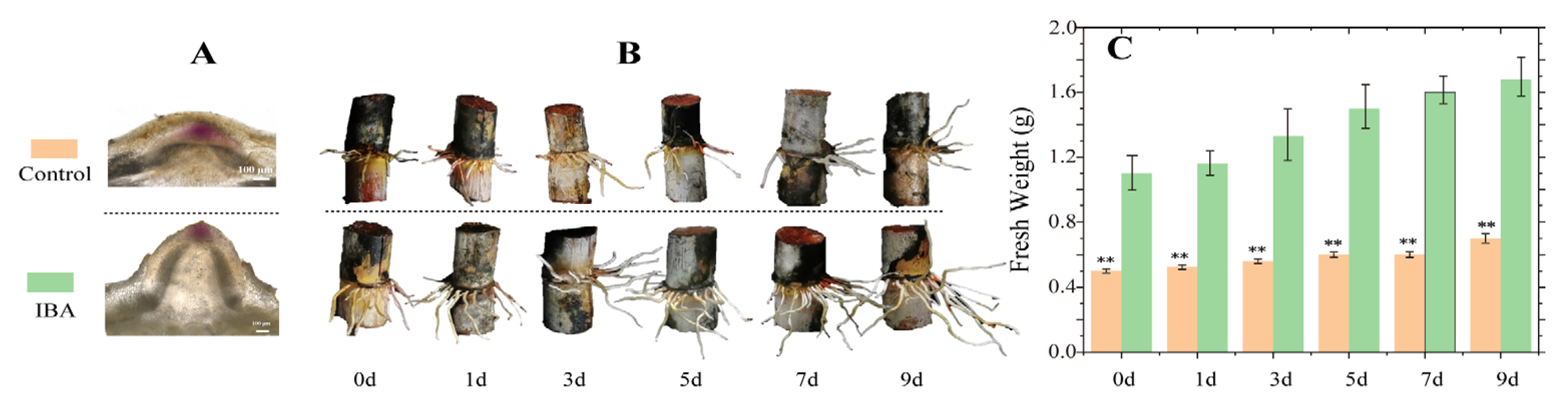 Plants 14 01502 g001