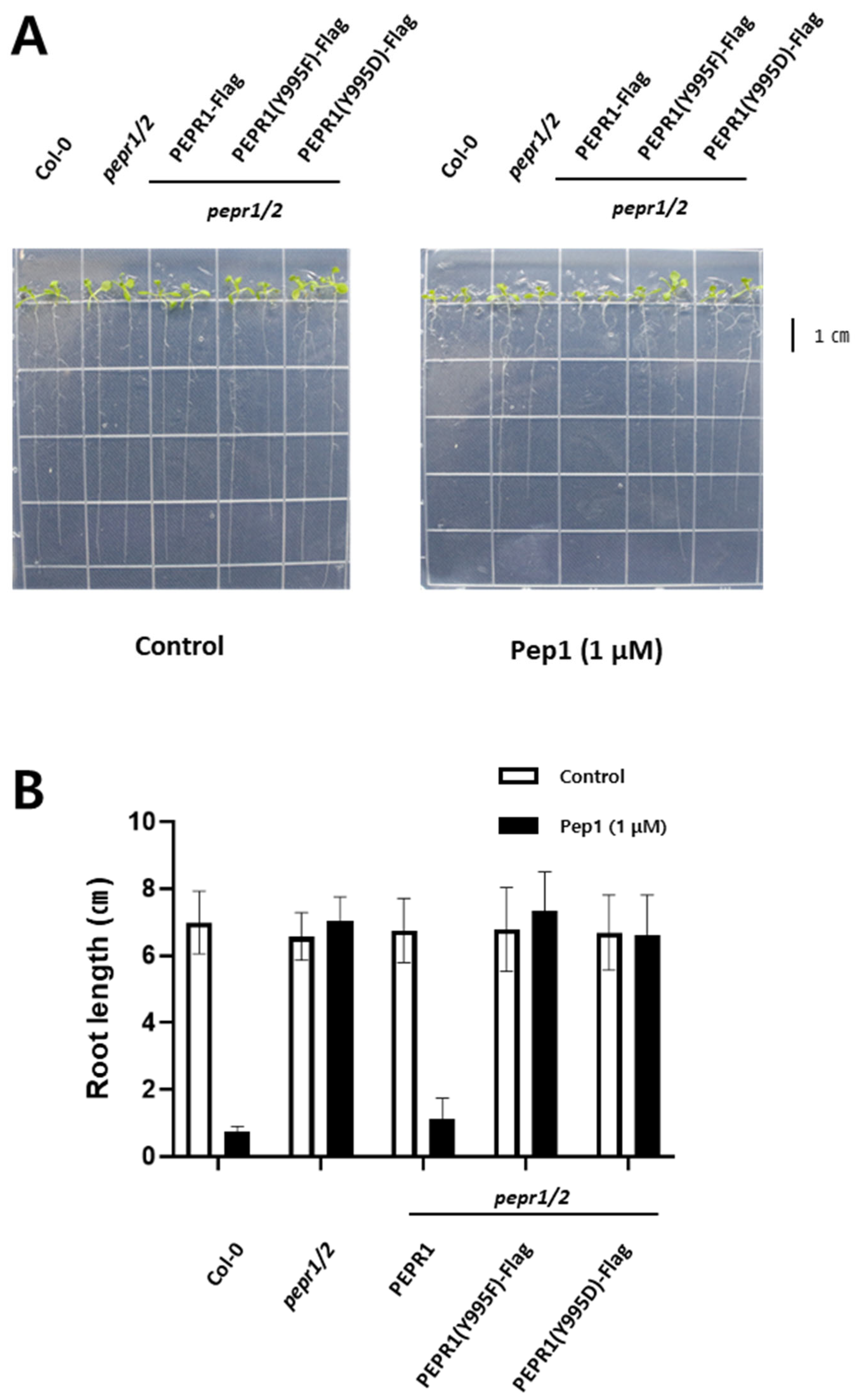 Plants 14 01515 g002