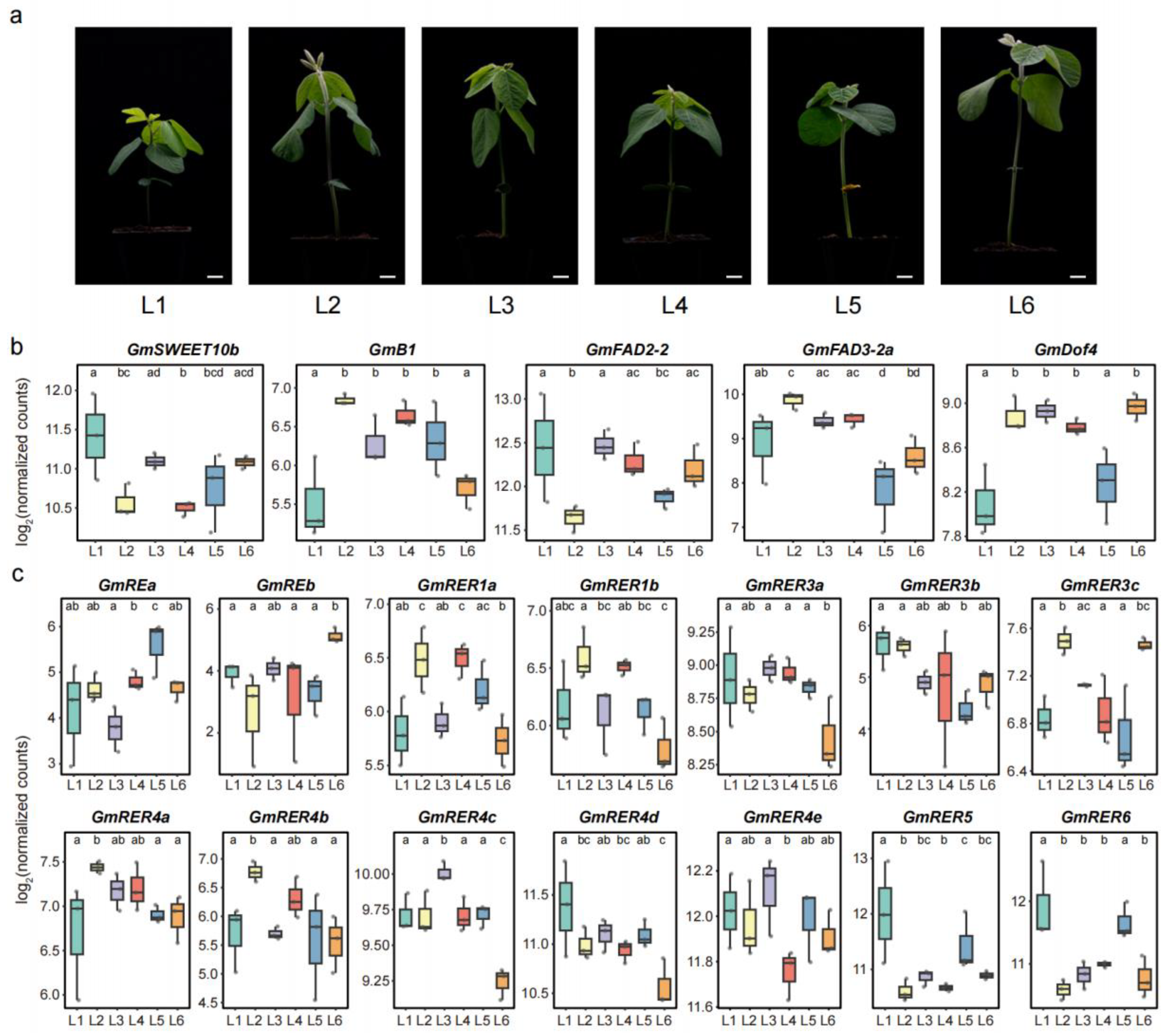 Plants 14 01516 g007