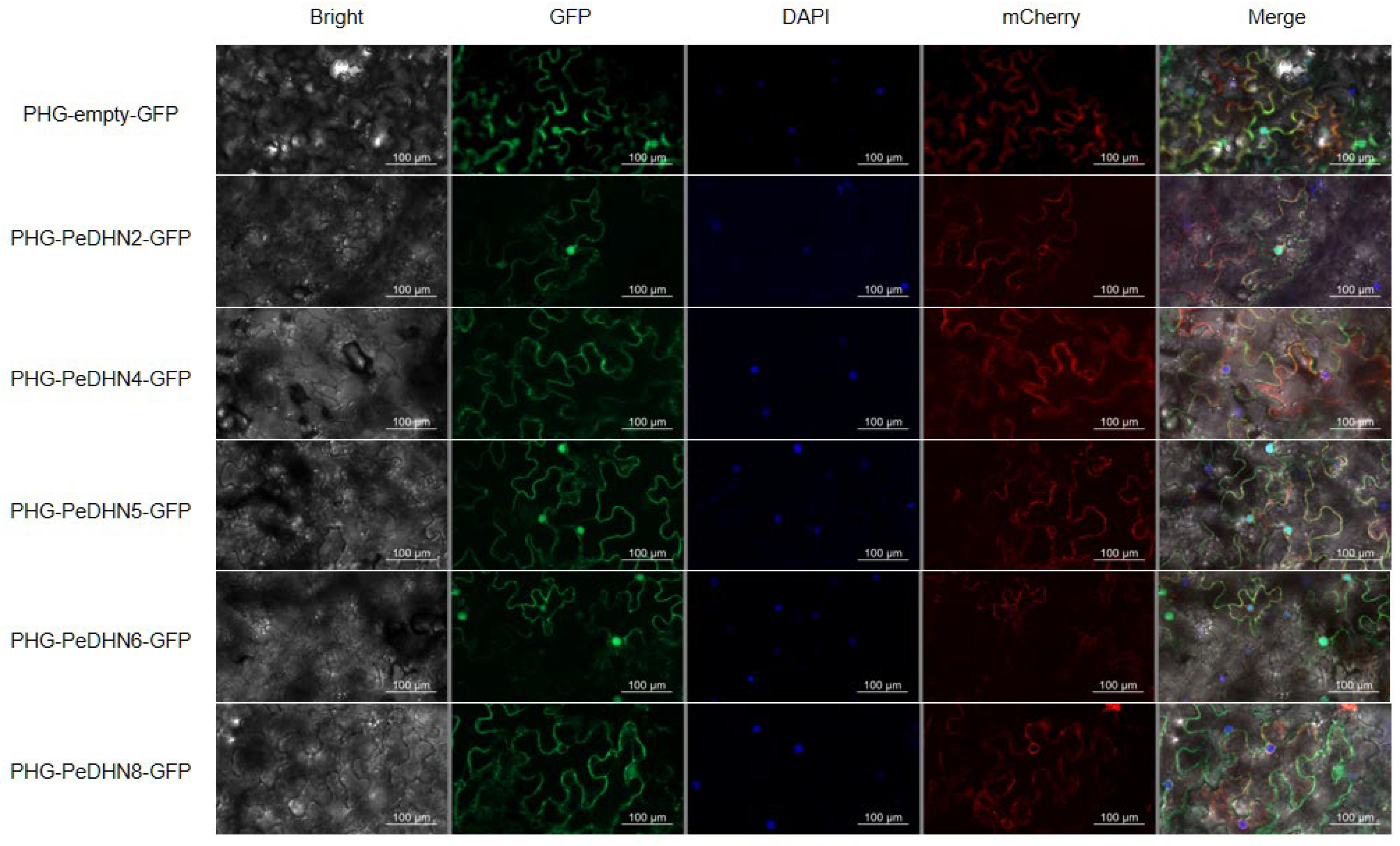Plants 14 01520 g004