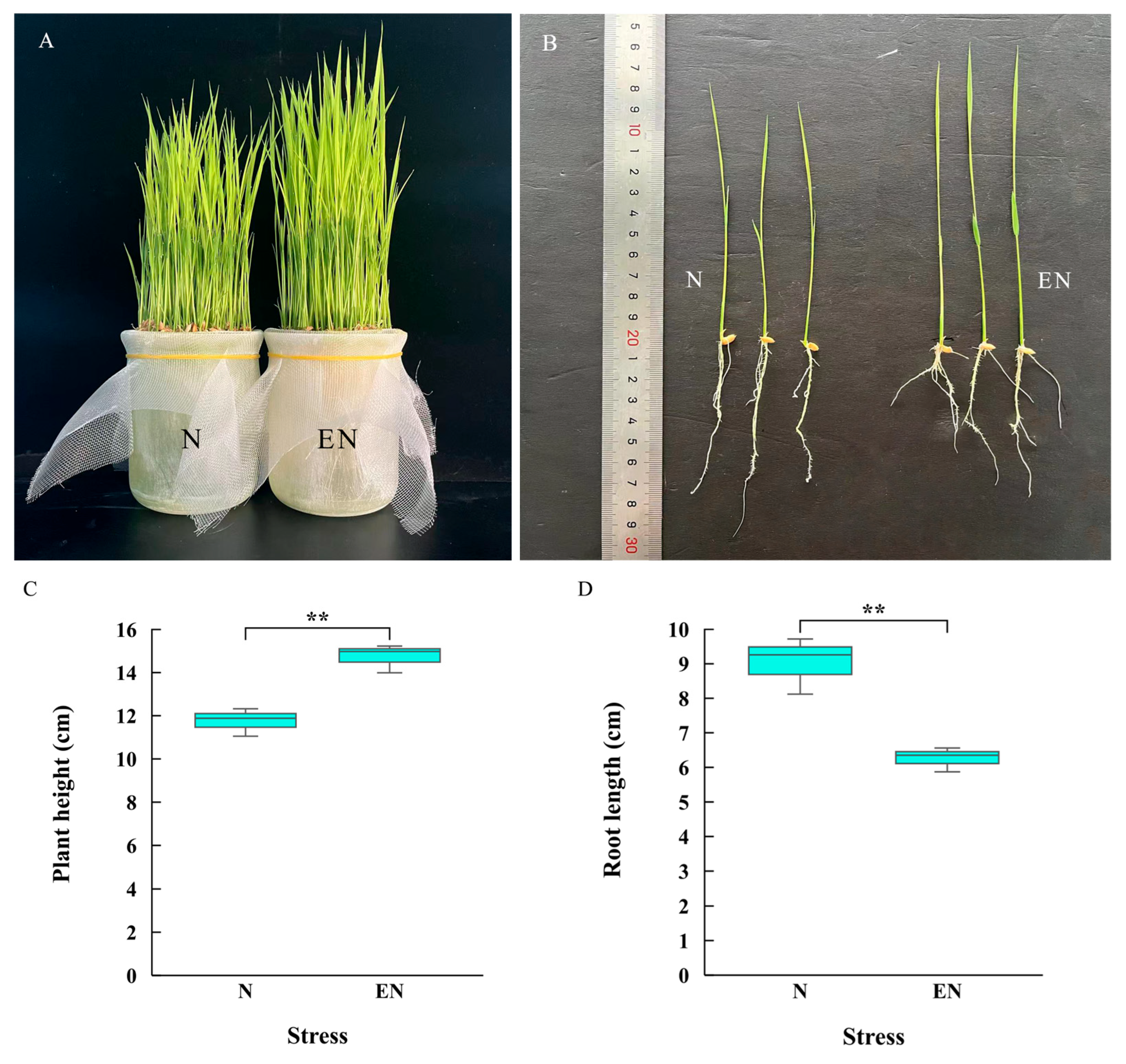 Plants 14 01524 g001