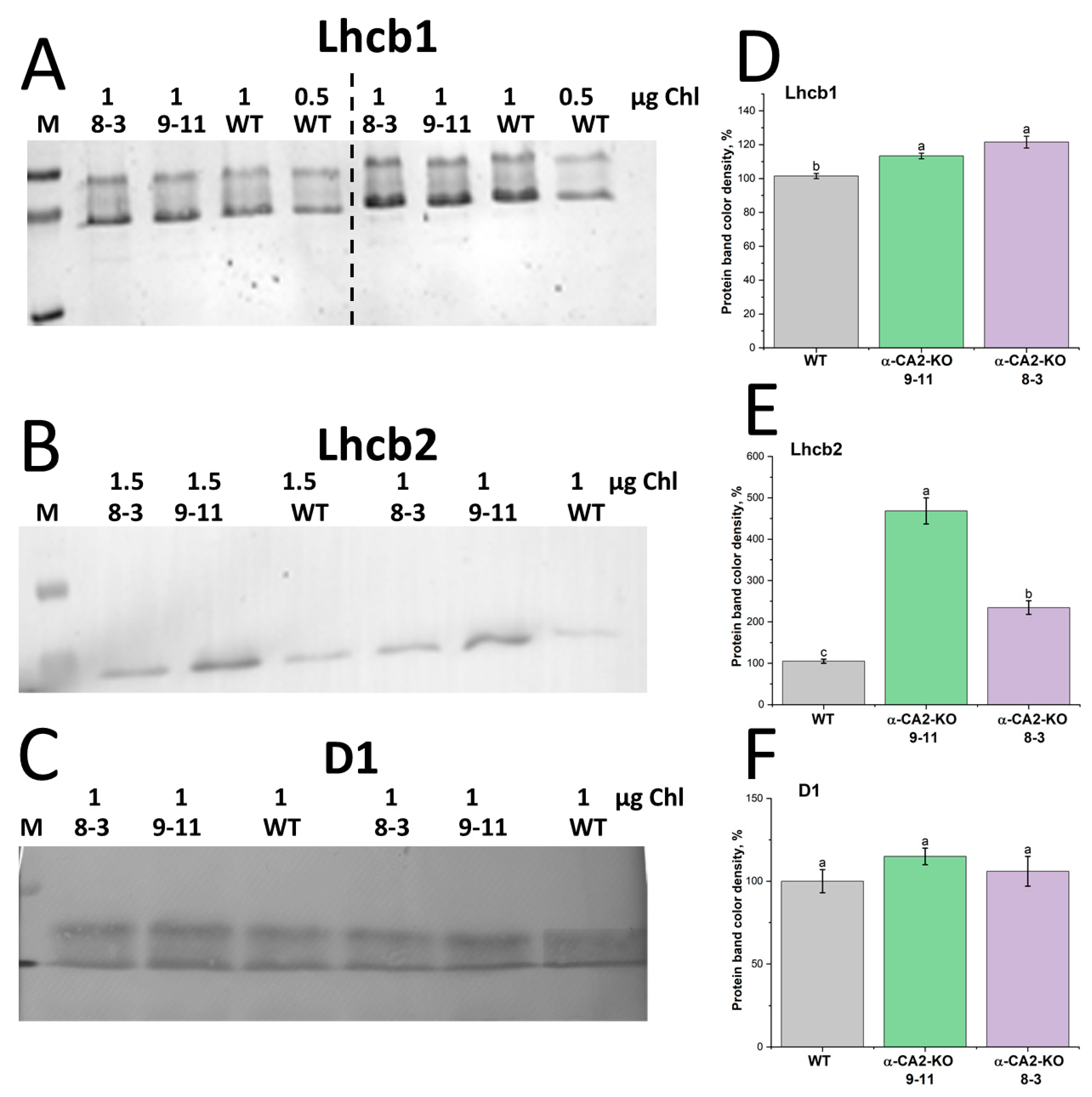 Plants 14 01529 g002