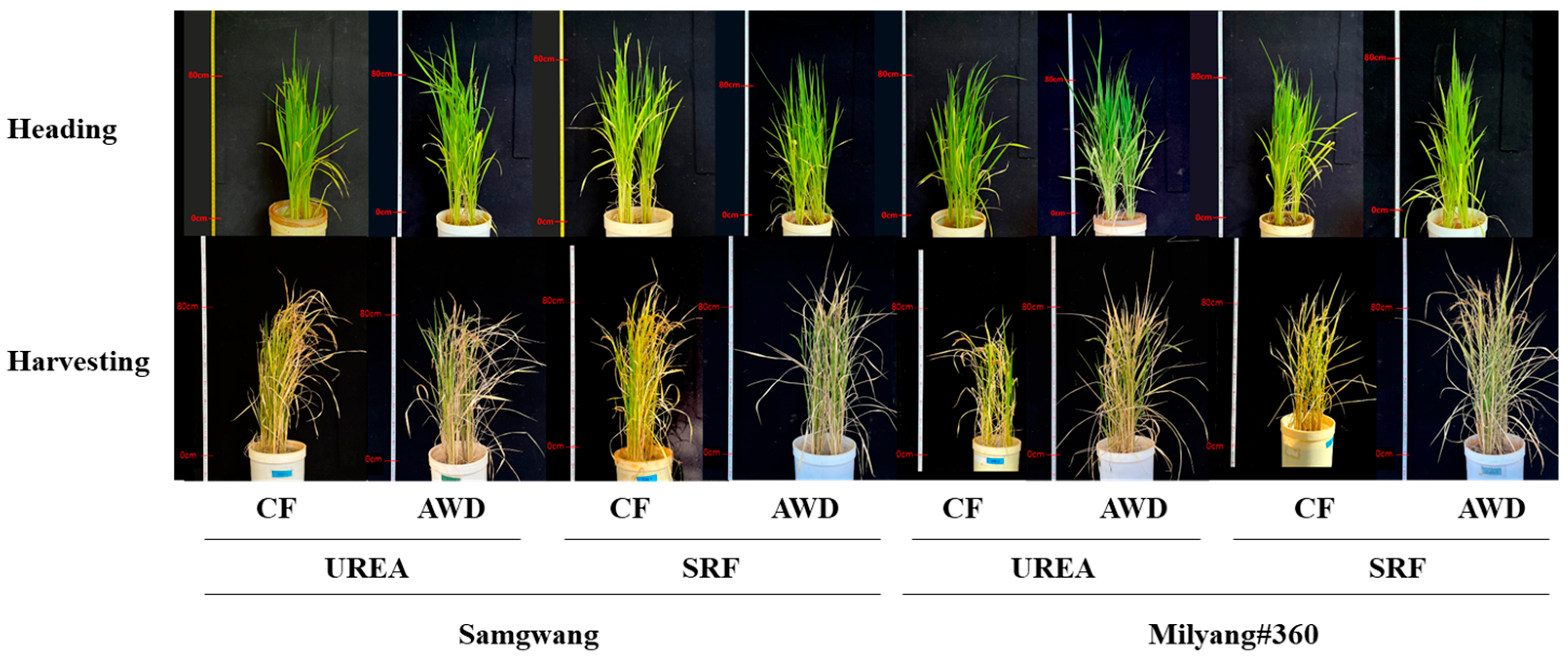 Plants 14 01530 g001