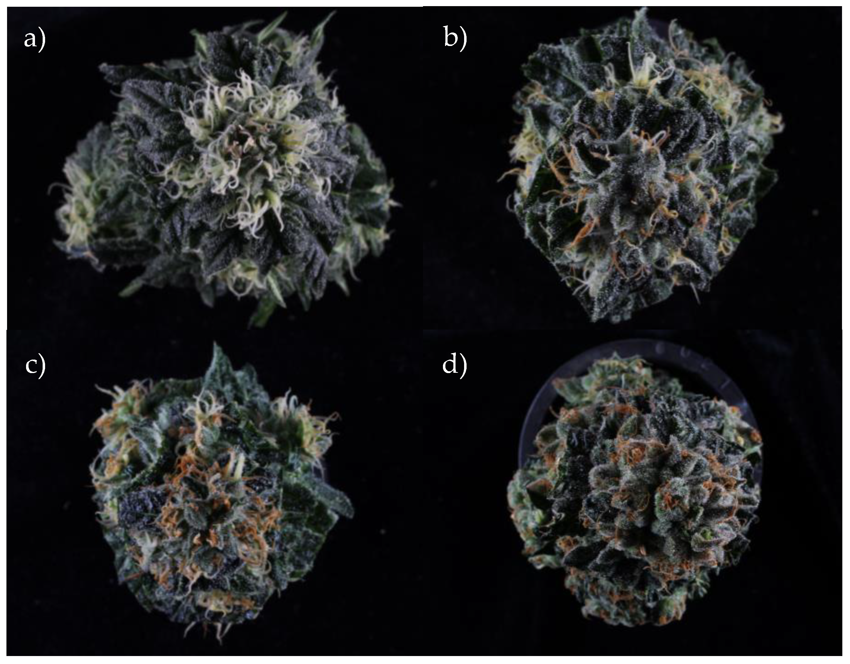 Plants 14 01532 g001