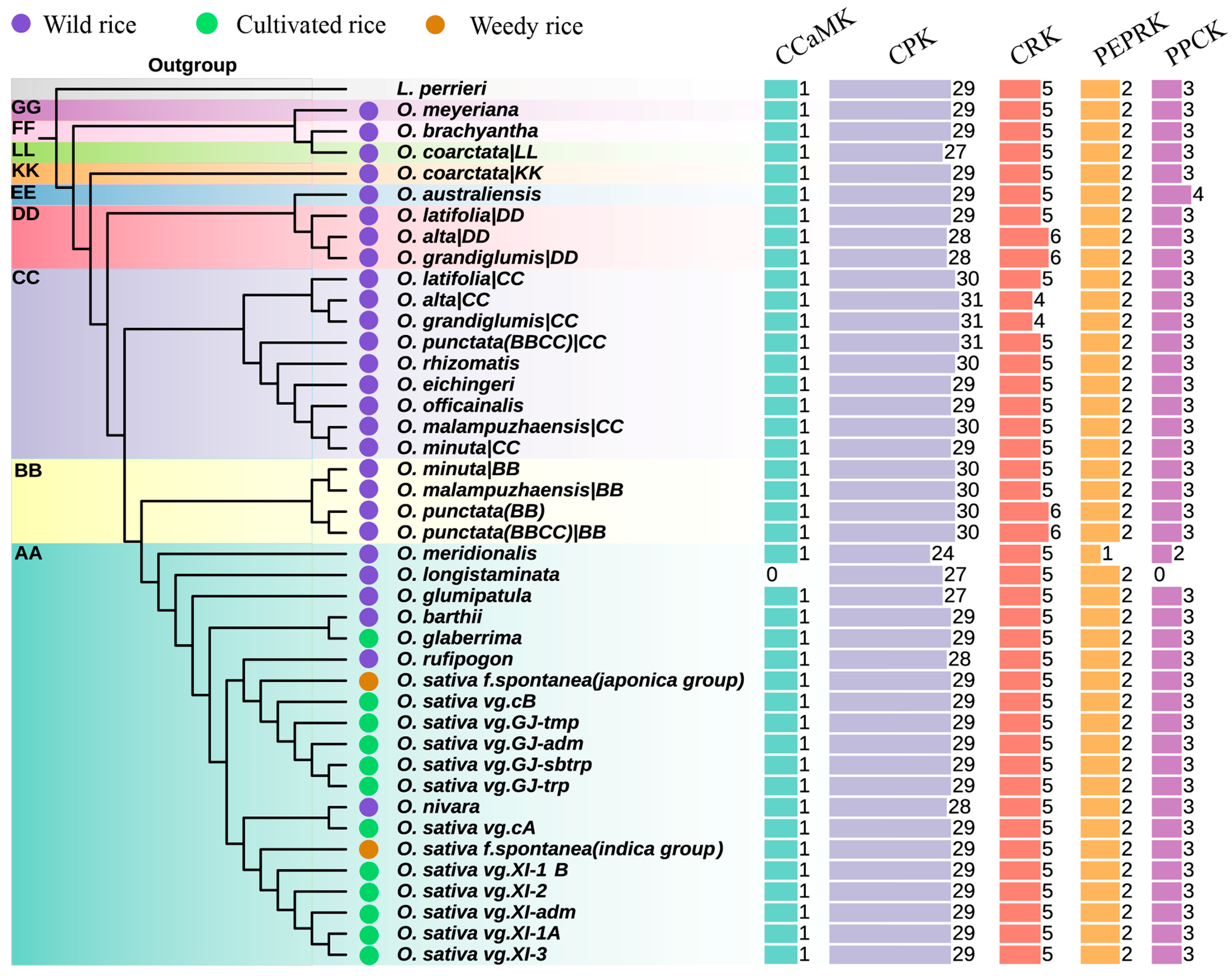 g−rap Genus-Wide Pan-Genome Analysis of Oryza Calcium-Dependent
