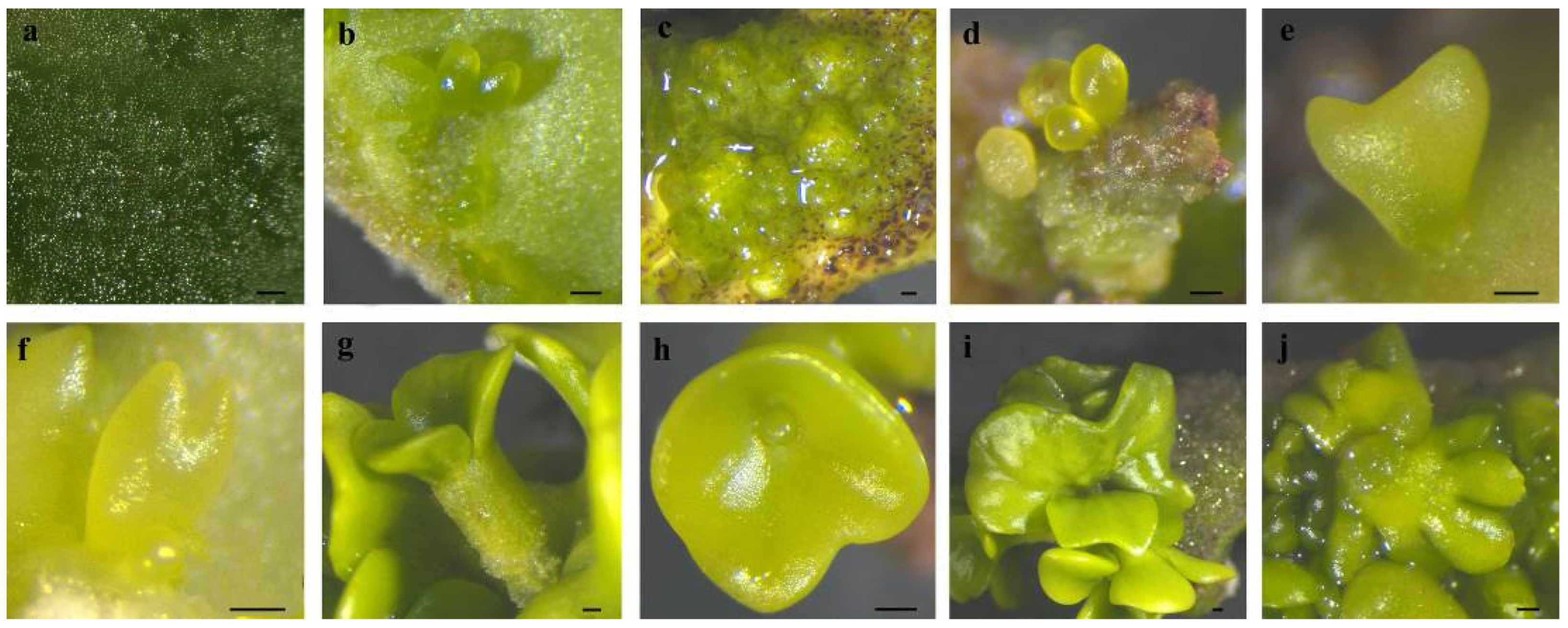 Plants 14 01545 g002