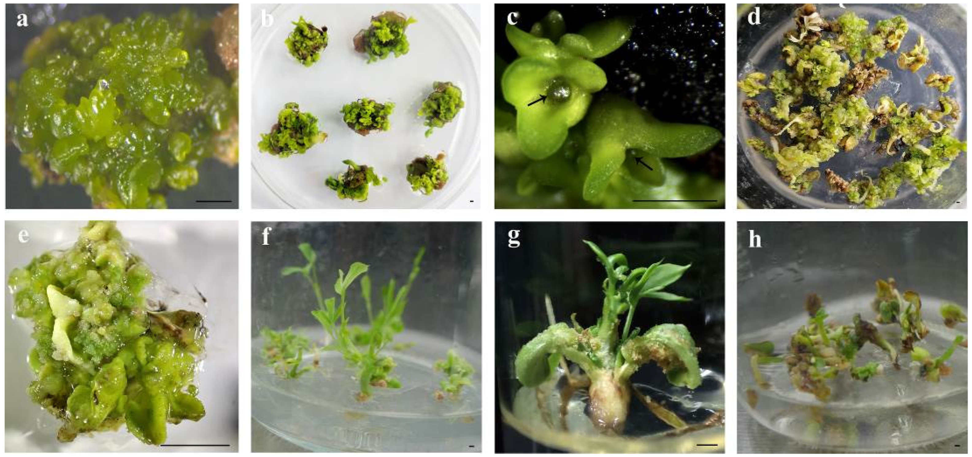 Plants 14 01545 g003