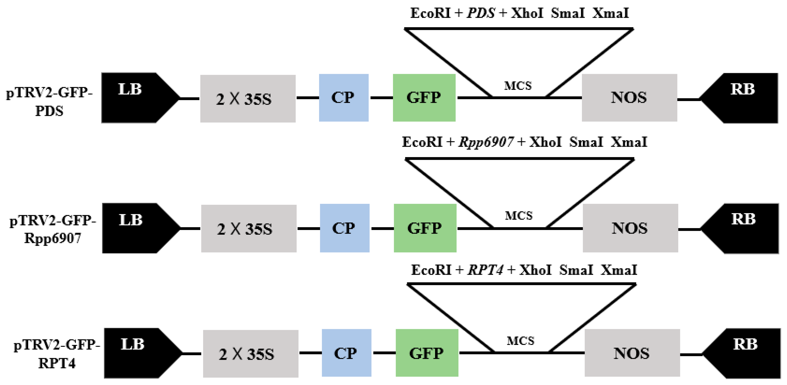 Plants 14 01547 g001