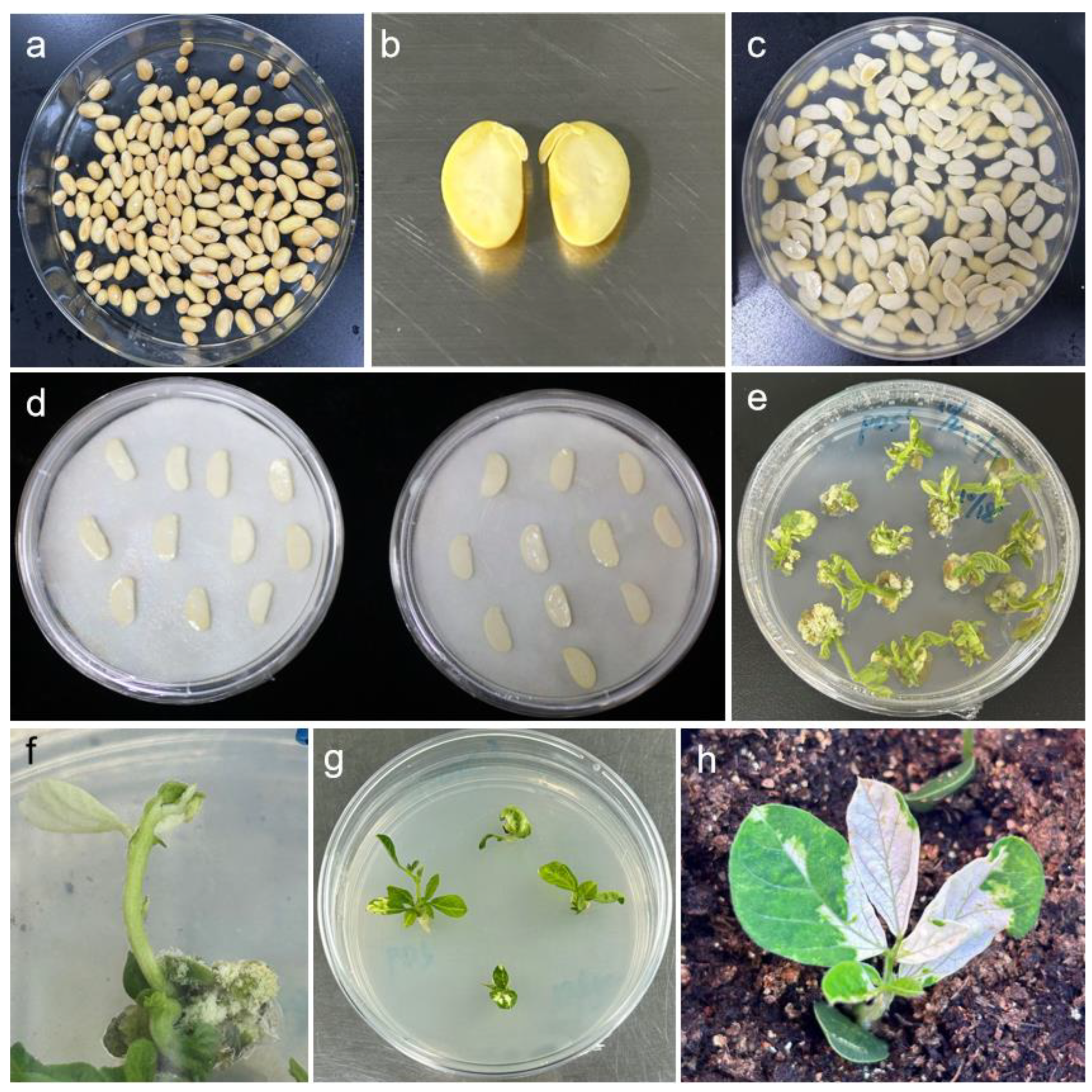 Plants 14 01547 g002