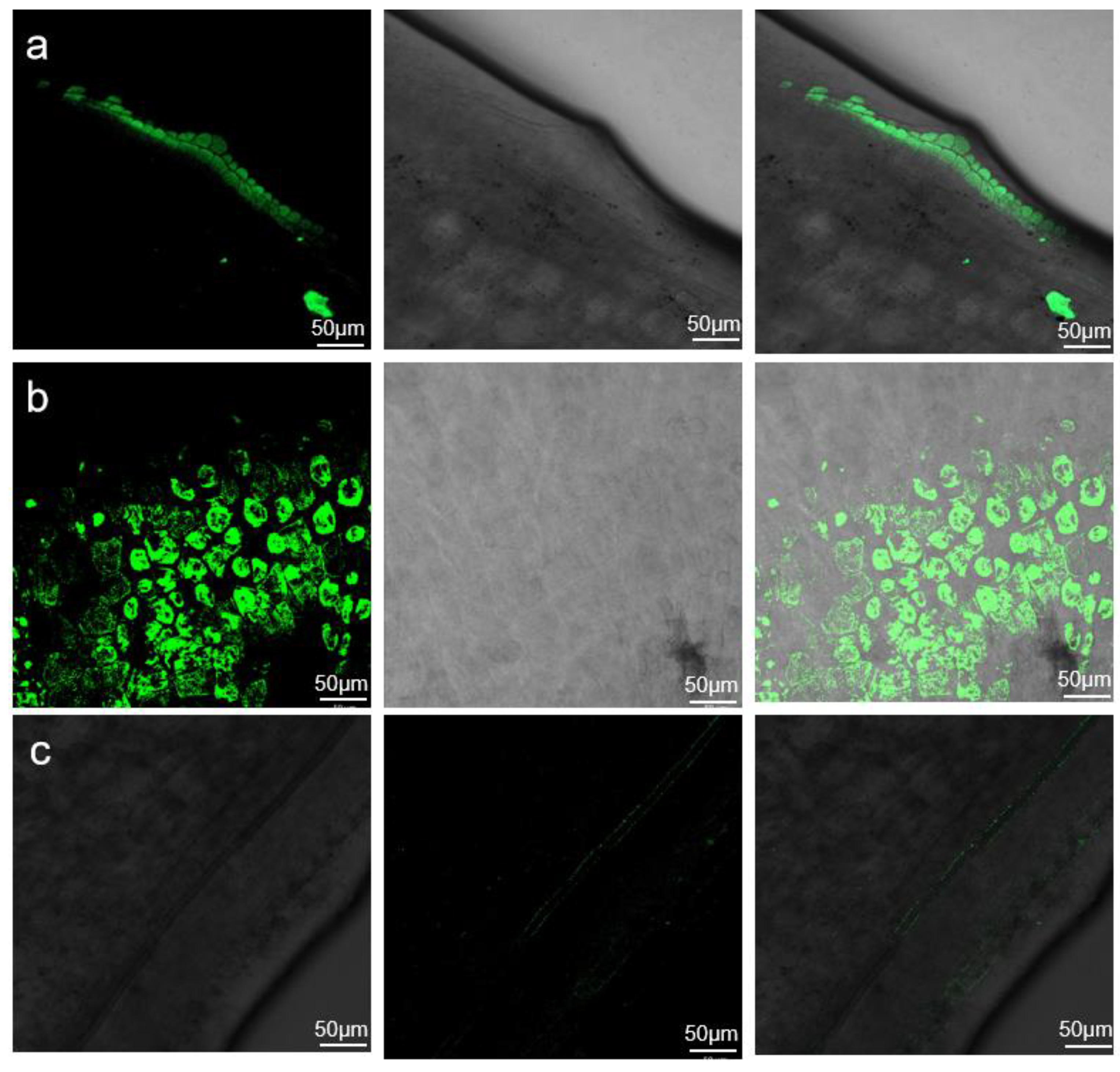 Plants 14 01547 g003