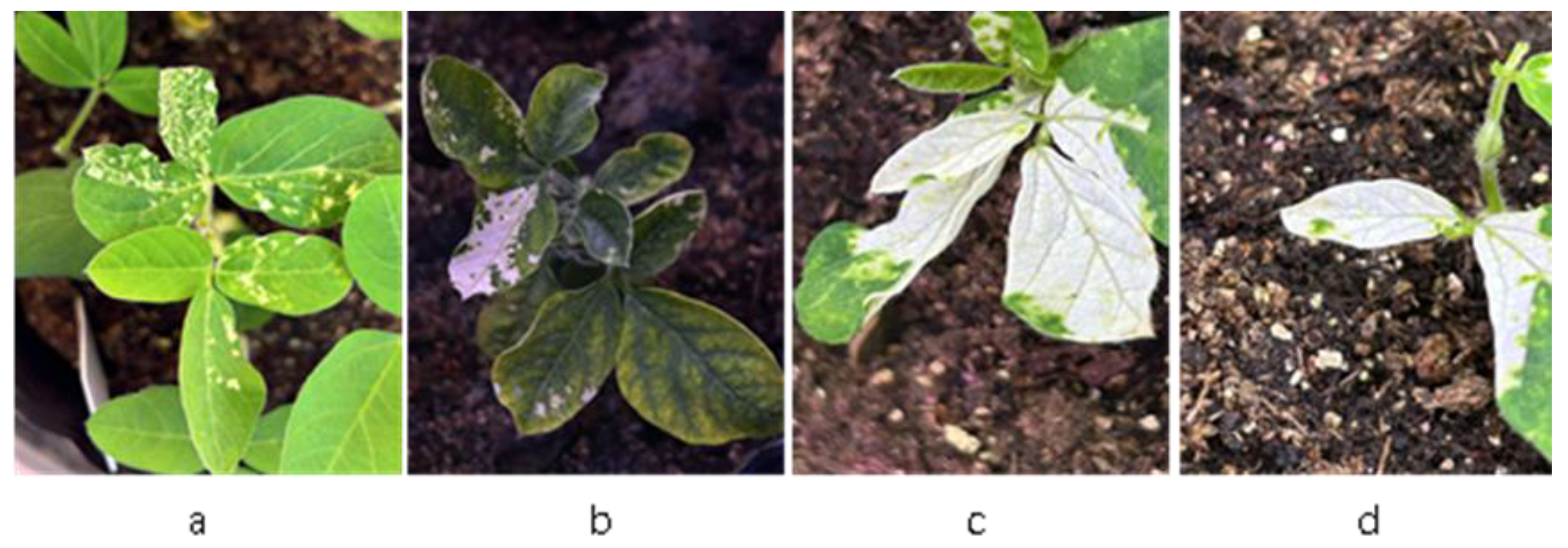 Plants 14 01547 g005