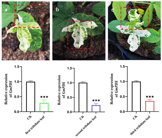 Migs Rice Efficient Virus-Induced Gene Silencing (VIGS) Method for Discovery of ...