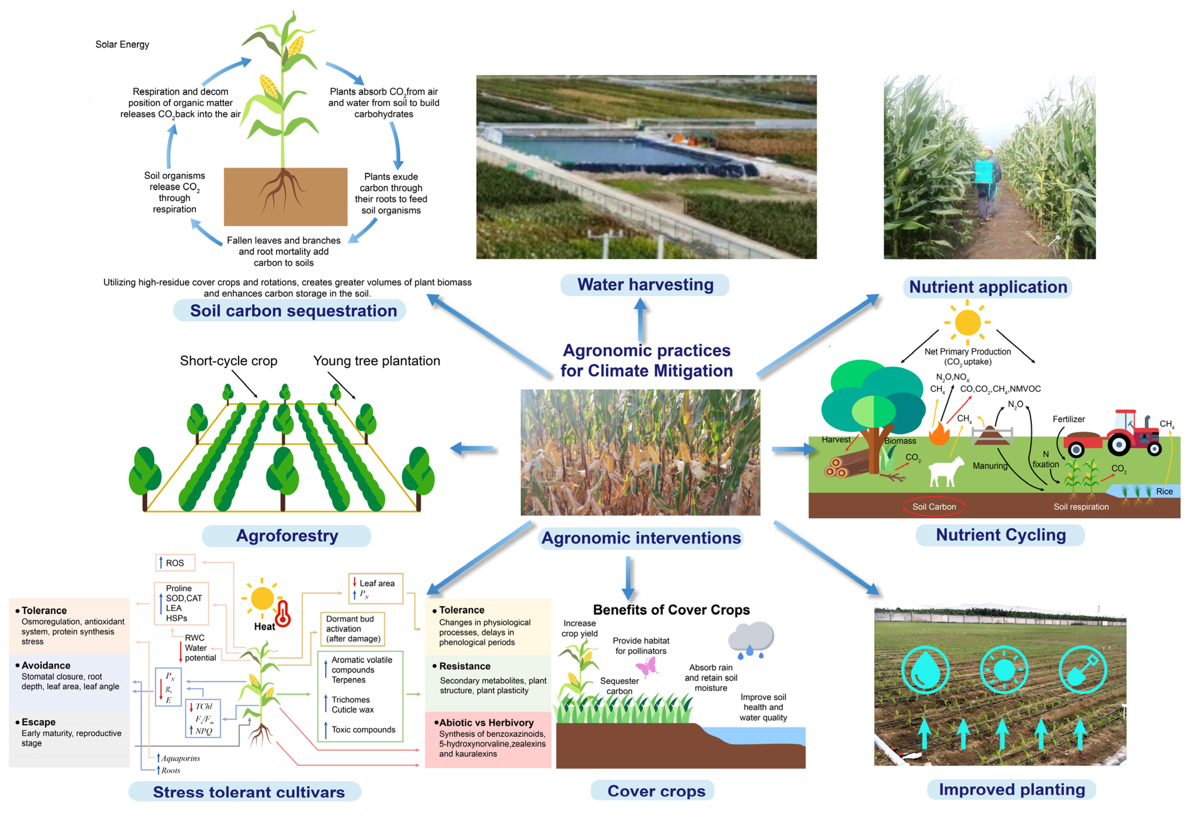 Plants 14 01552 g004
