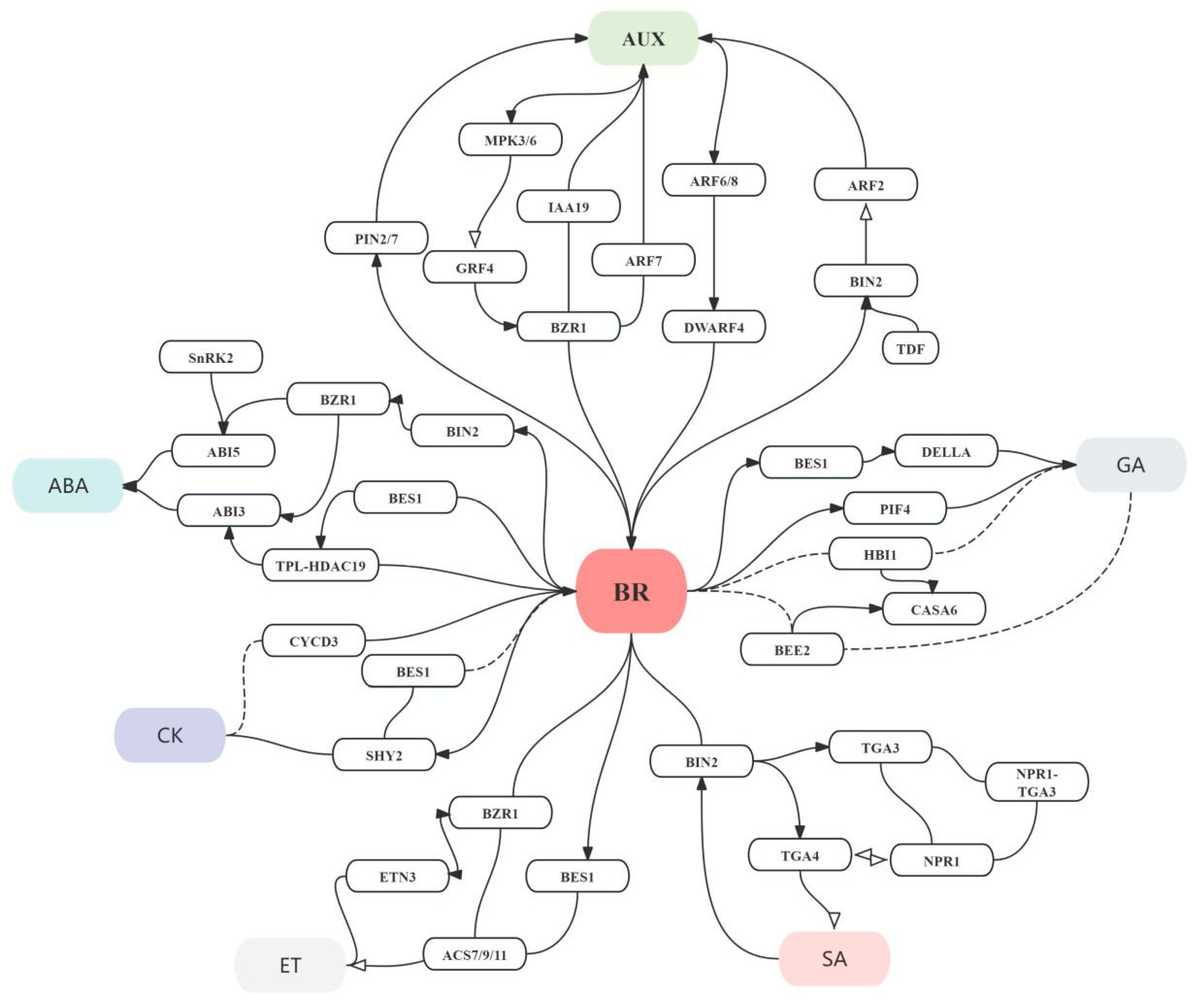 大特価 意味 Understanding the Brassinosteroid-Dependent Environmental K-POP・アジア