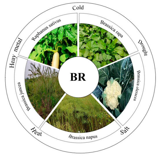 Understanding the Brassinosteroid-Dependent Environmental
