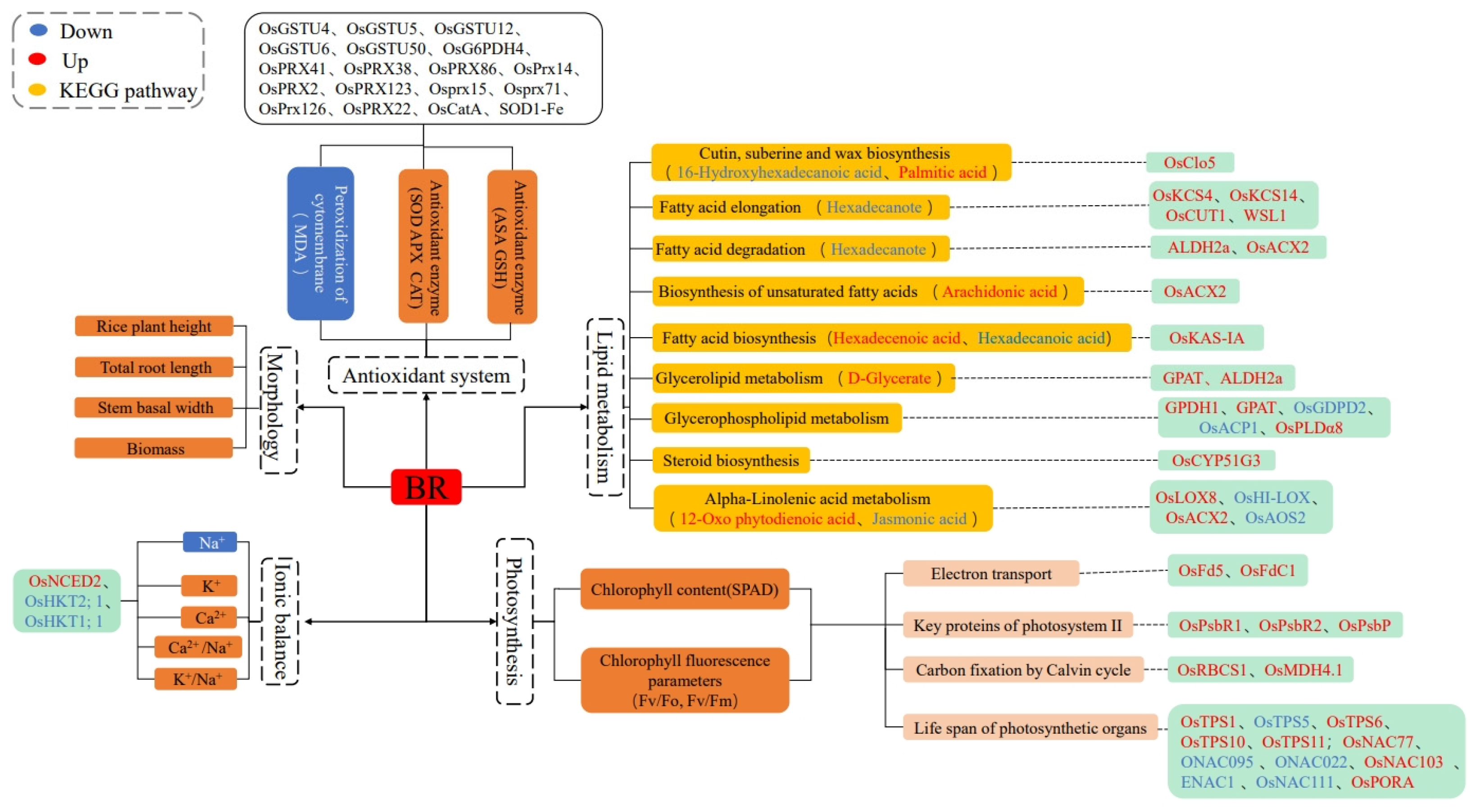 Plants 14 01555 g008