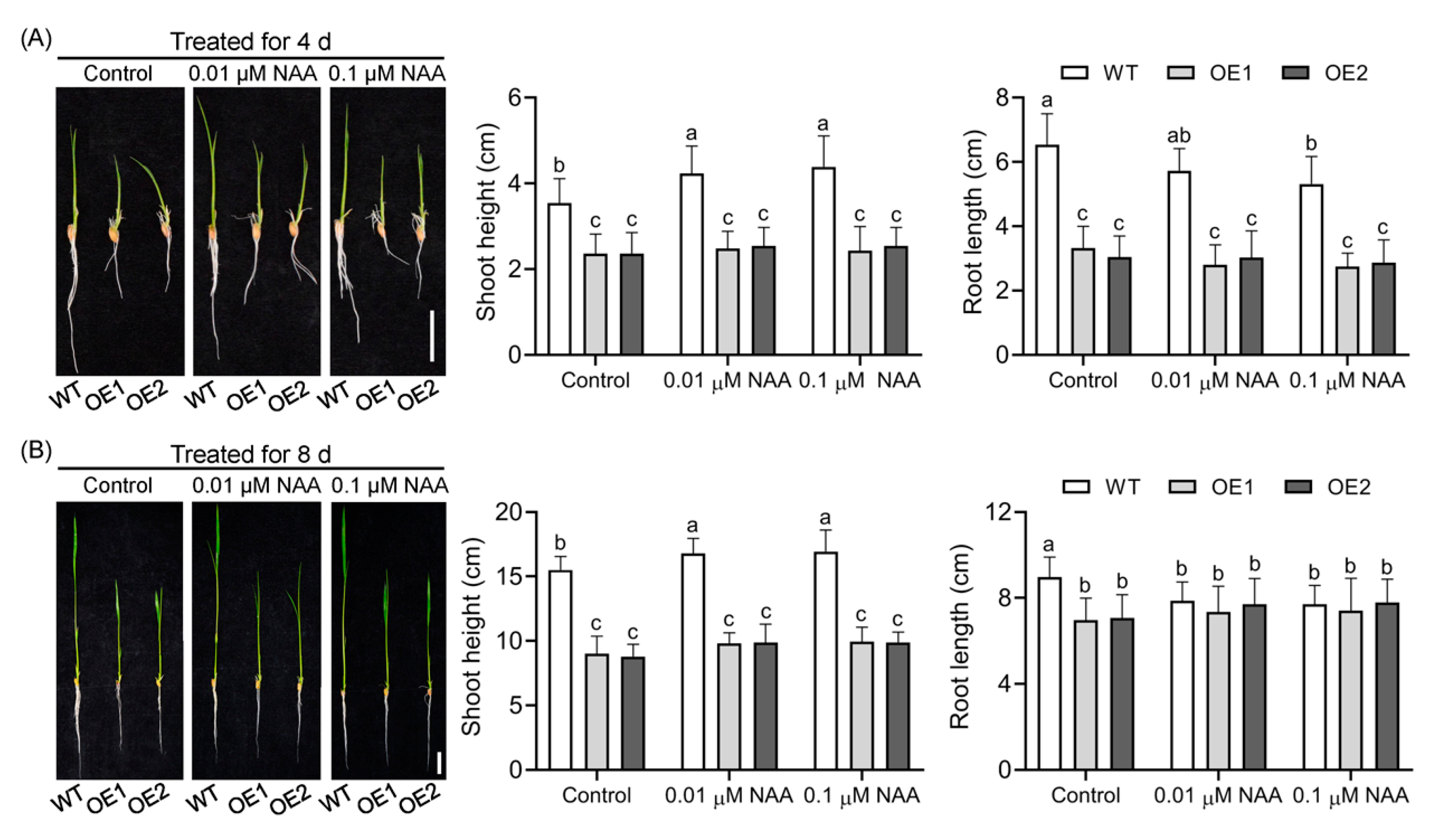 Plants 14 01557 g002
