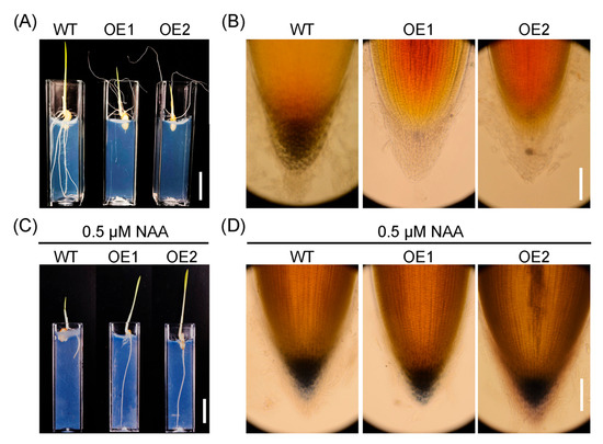 Upregulation of an IAA-Glucosyltransferase OsIAGLU in Rice