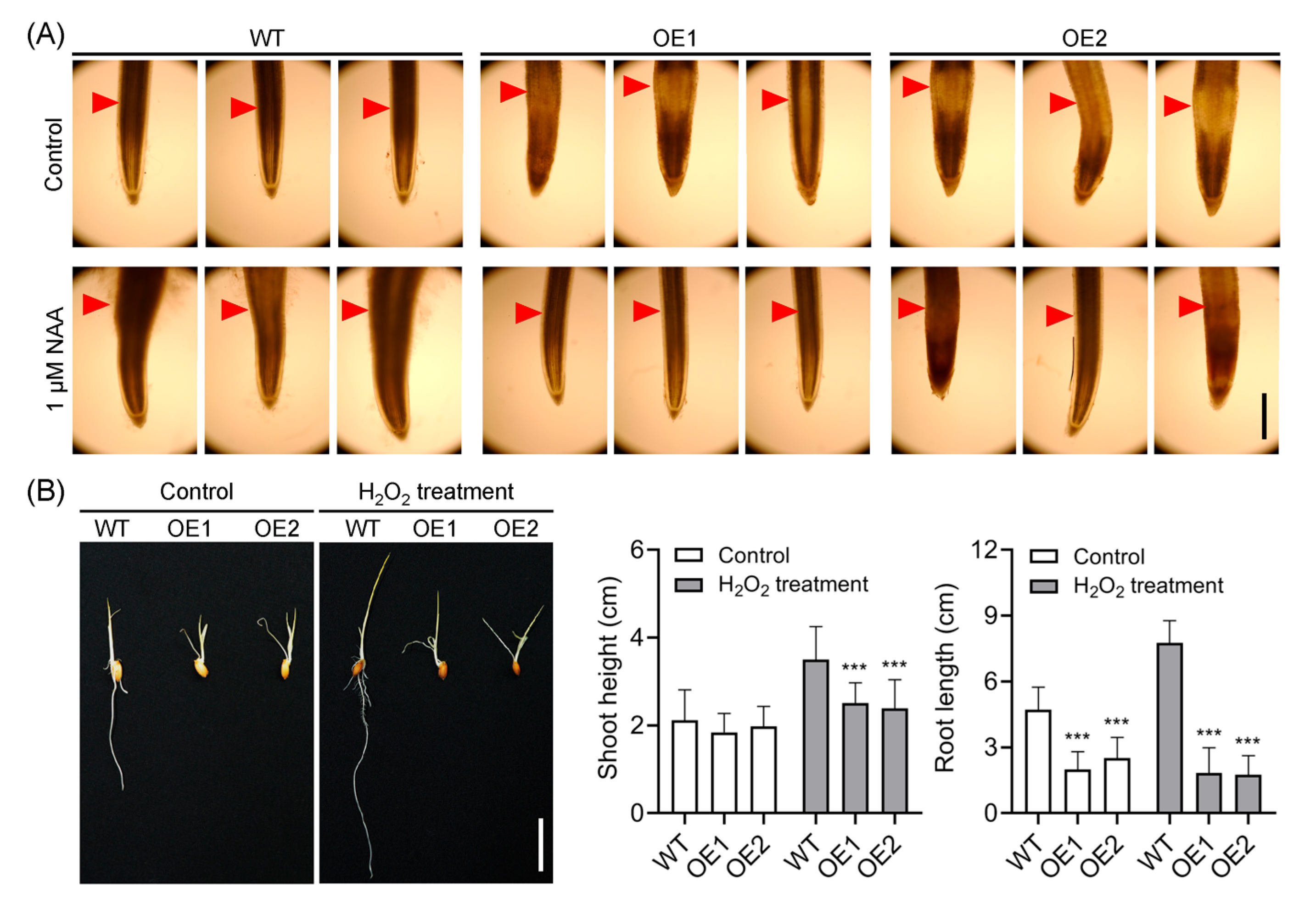 Plants 14 01557 g008