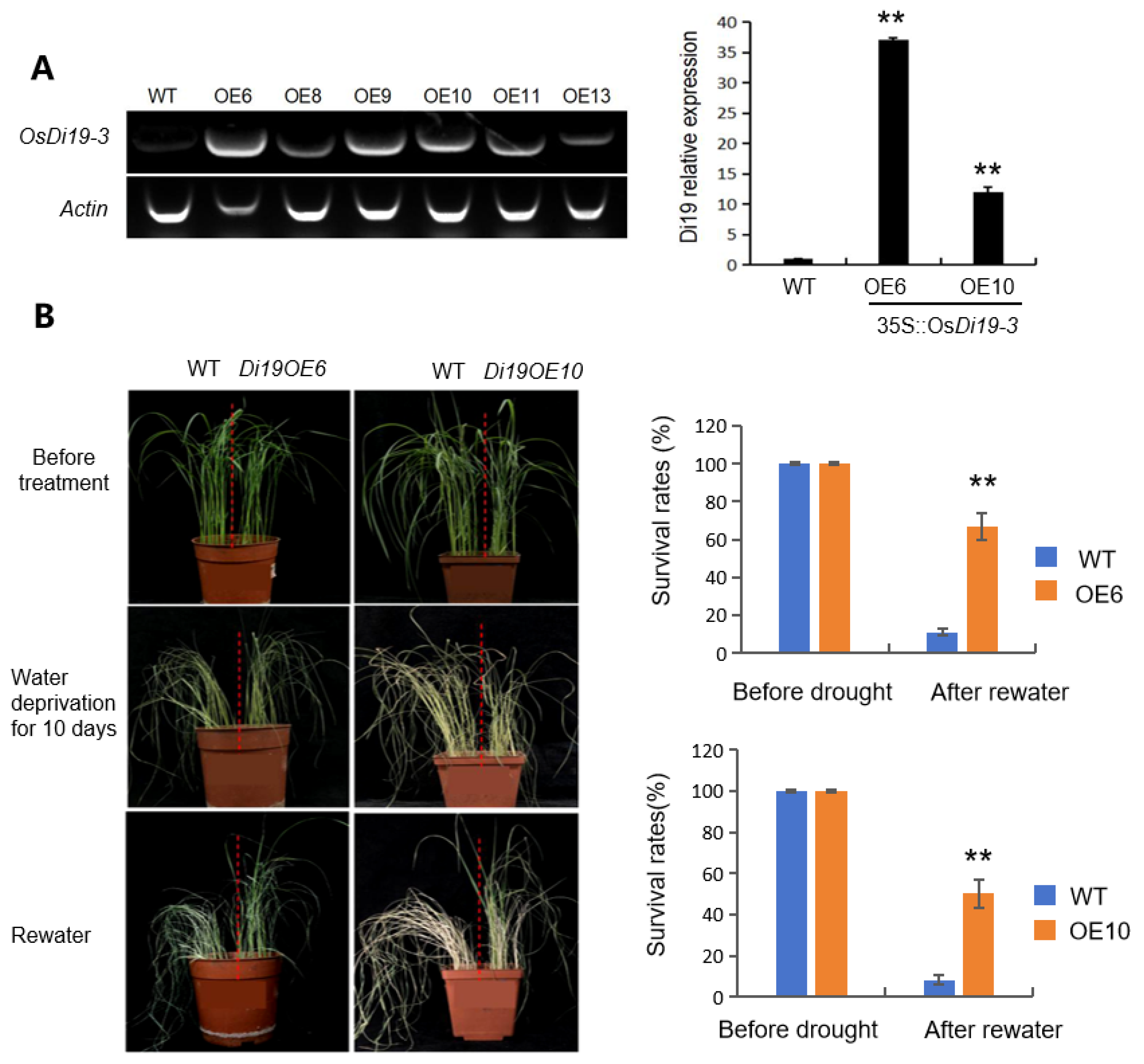 Plants 14 01560 g002