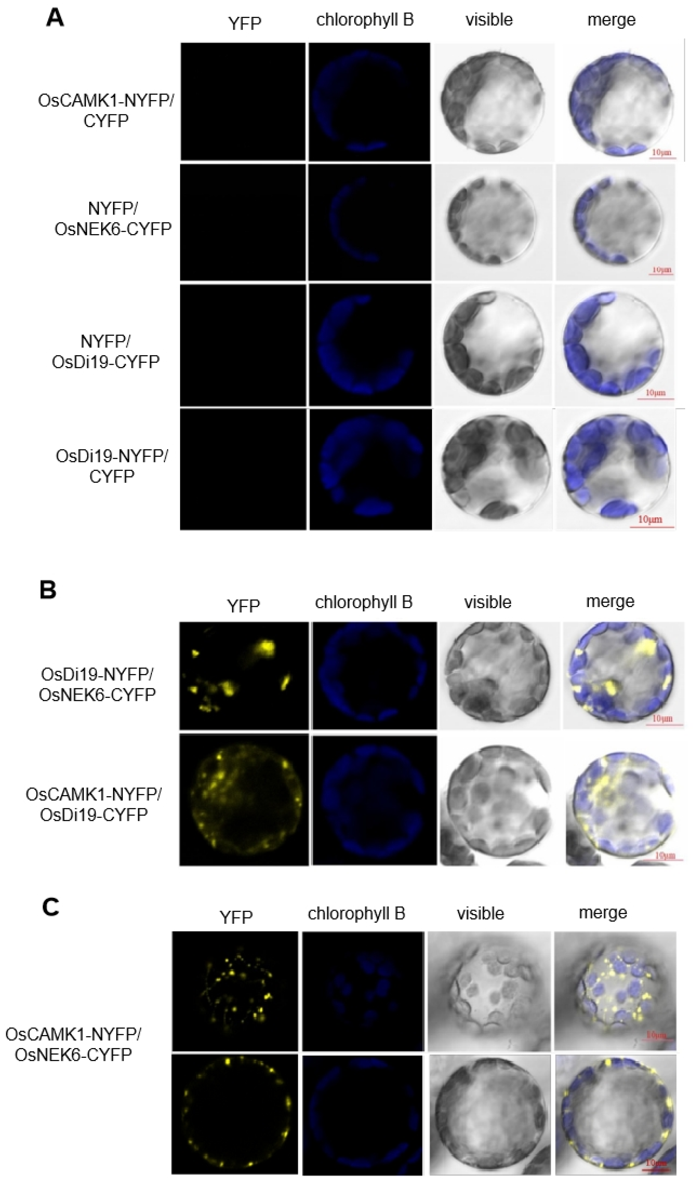 Plants 14 01560 g005