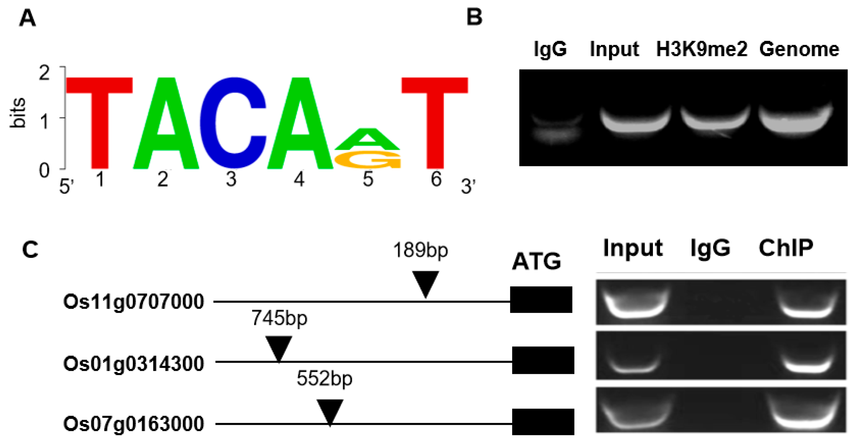 Plants 14 01560 g008