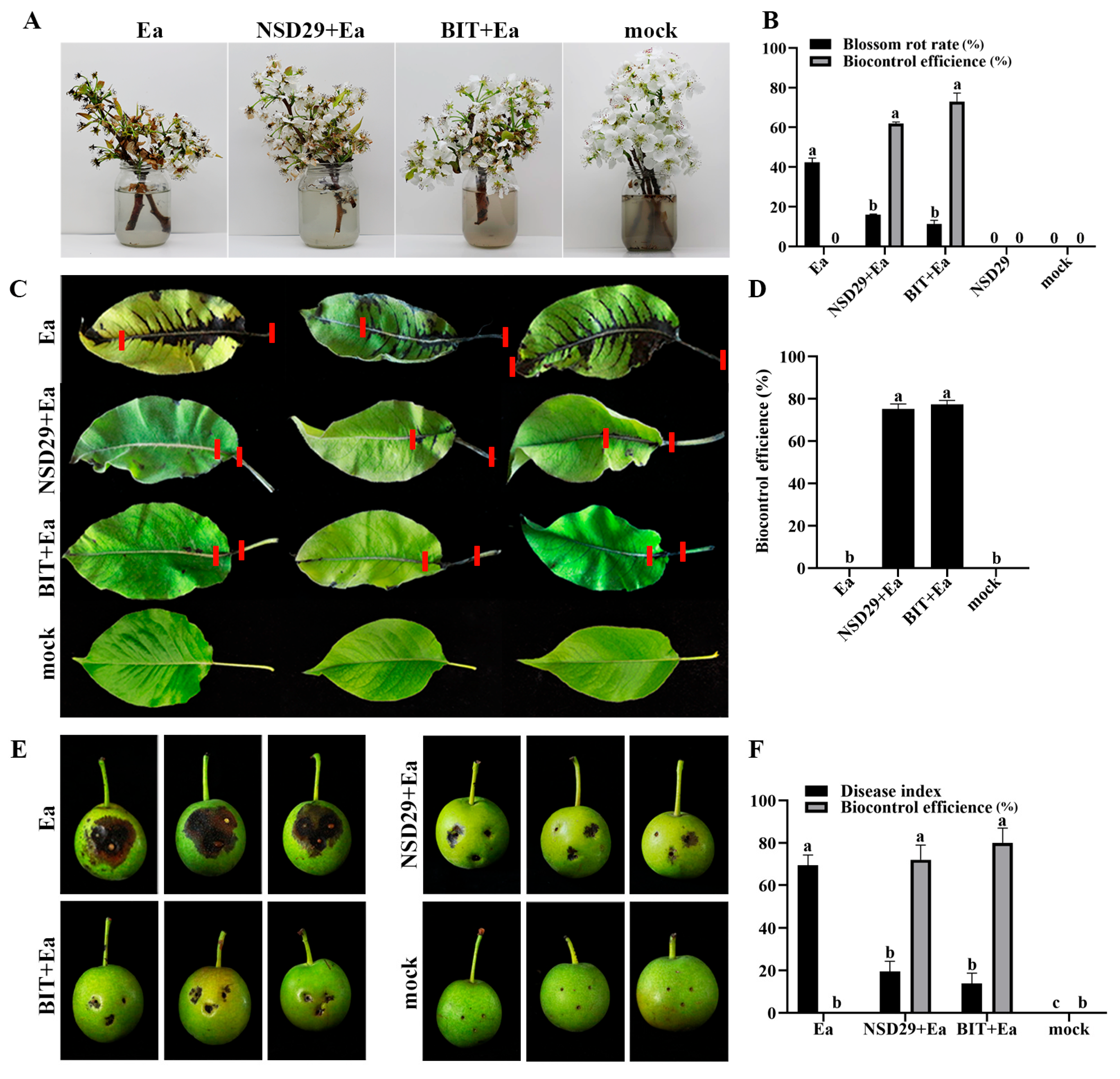Plants 14 01564 g005