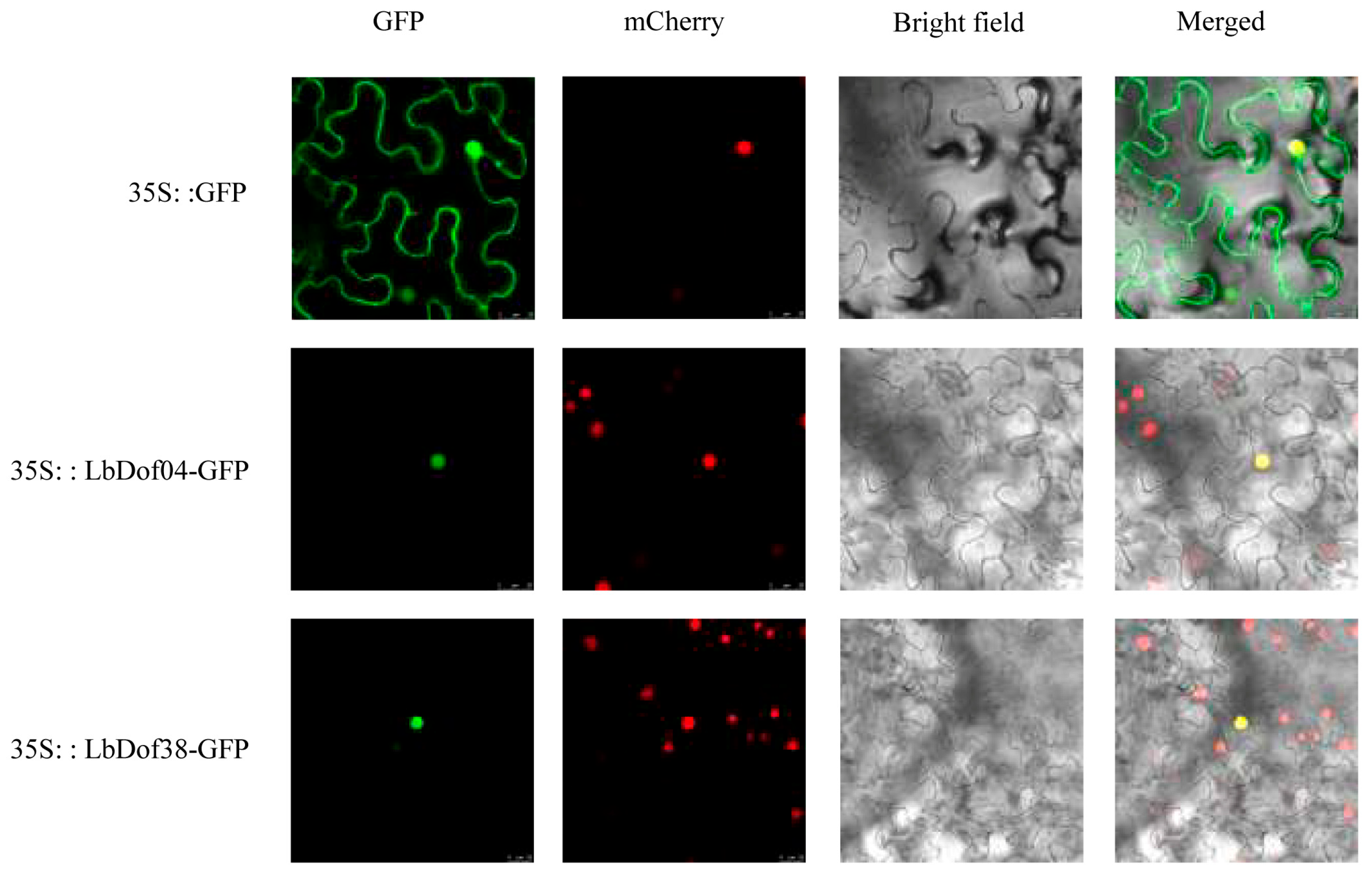 Plants 14 01567 g006 Plants 14 01567 g006